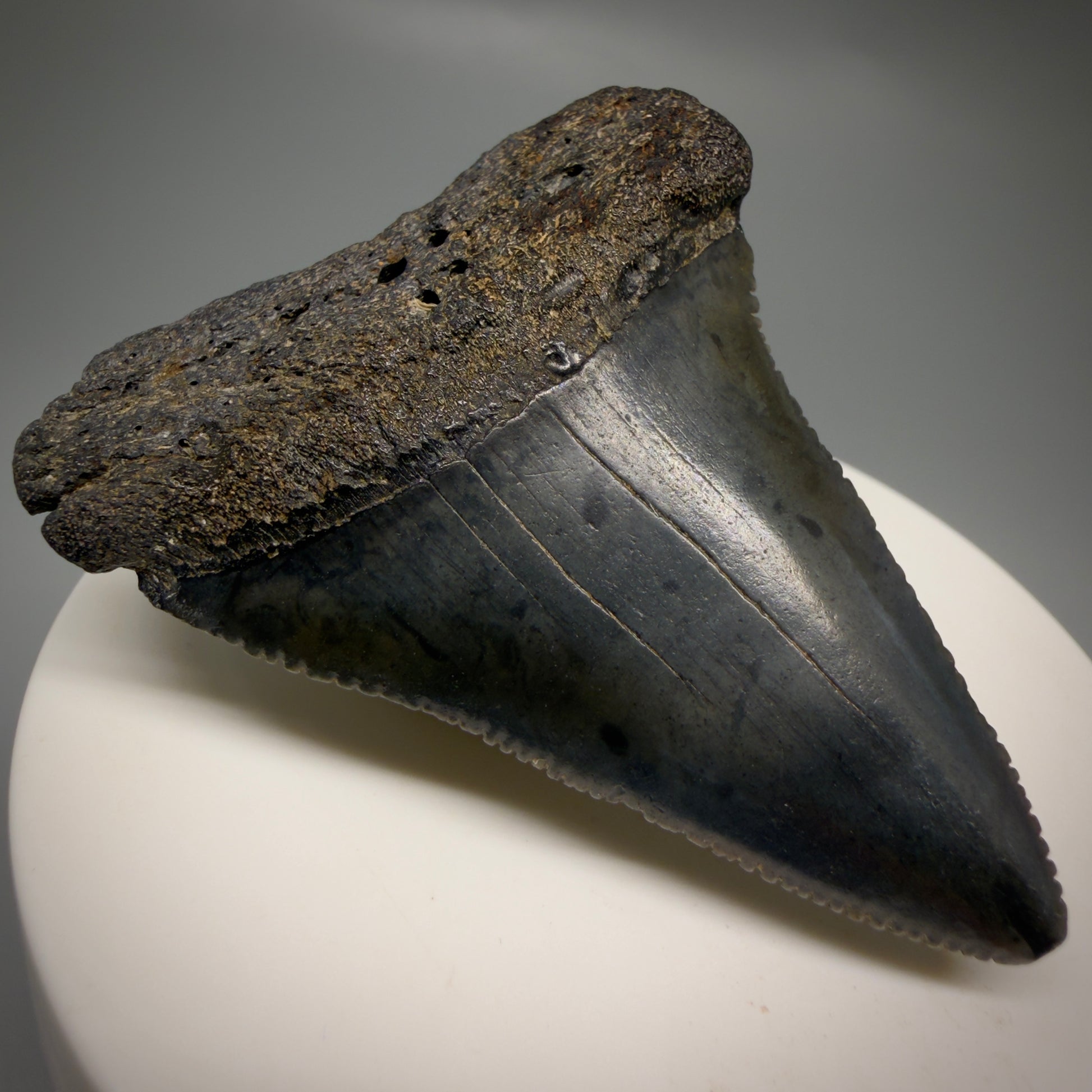 Front Left View Dark colors, serrated 2.32" Fossil Great White Shark Tooth - South Carolina GW1329