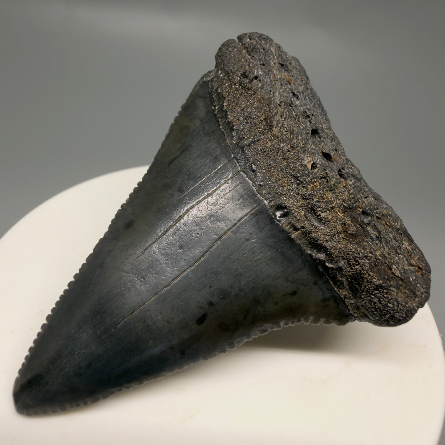 Front Right View Dark colors, serrated 2.32" Fossil Great White Shark Tooth - South Carolina GW1329