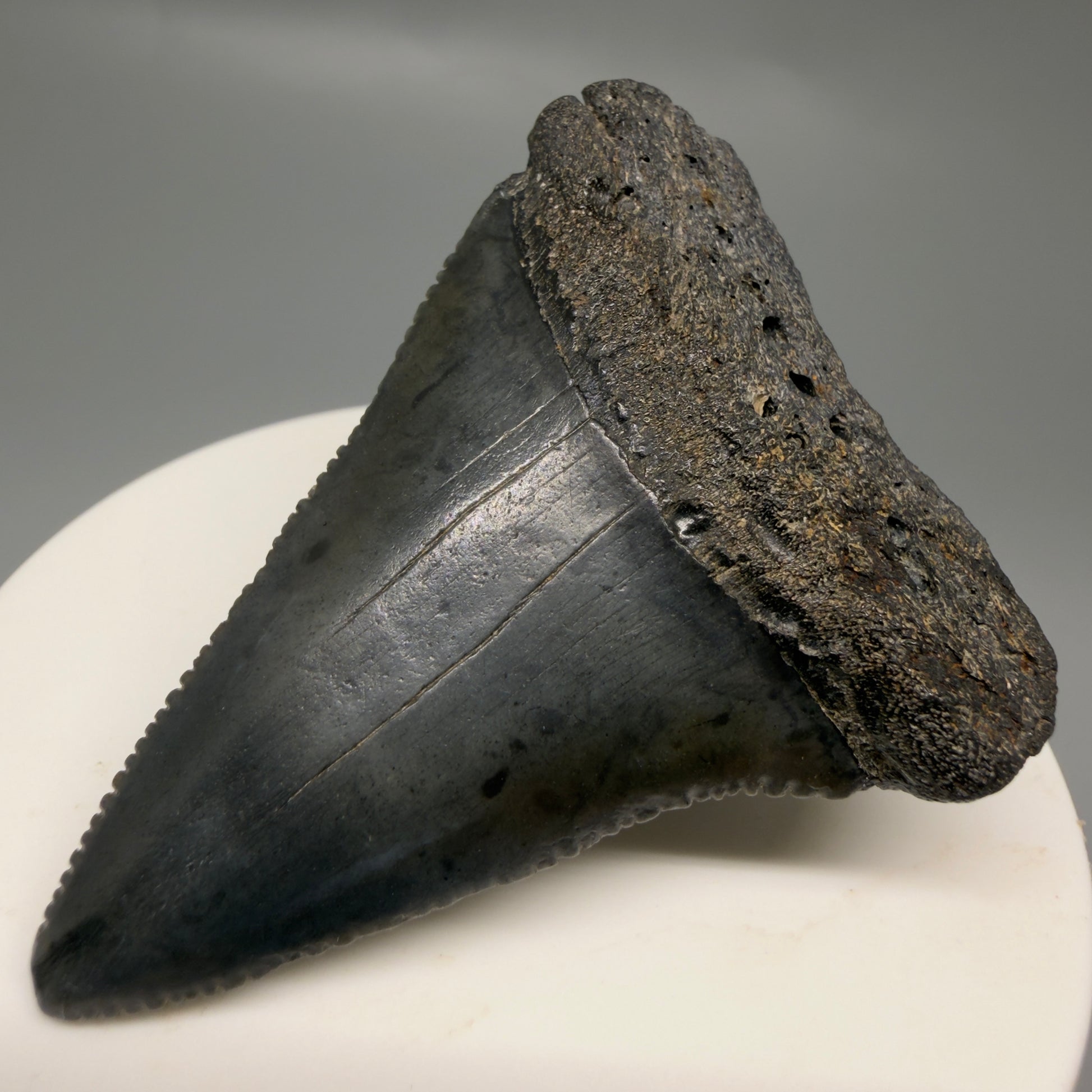 Front Right View Dark colors, serrated 2.32" Fossil Great White Shark Tooth - South Carolina GW1329