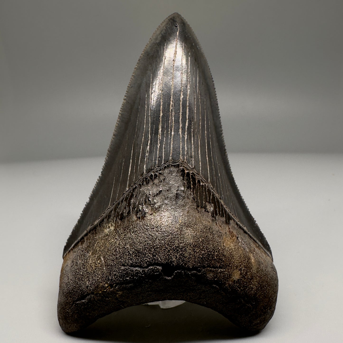 Nice Quality, Lower 3.93" Fossil Megalodon Shark Tooth from South Carolina CM5158 - Lower 