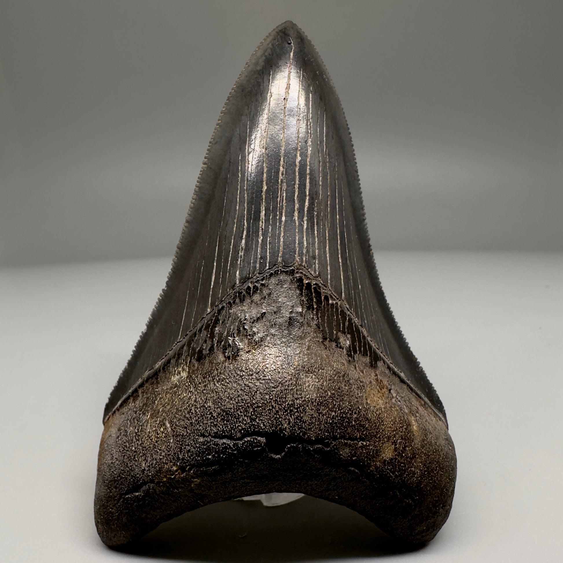 Nice Quality, Lower 3.93" Fossil Megalodon Shark Tooth from South Carolina CM5158 - Lower 
