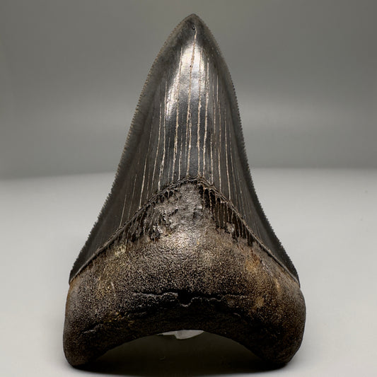 Nice Quality, Lower 3.93" Fossil Megalodon Shark Tooth from South Carolina CM5158 - Lower 