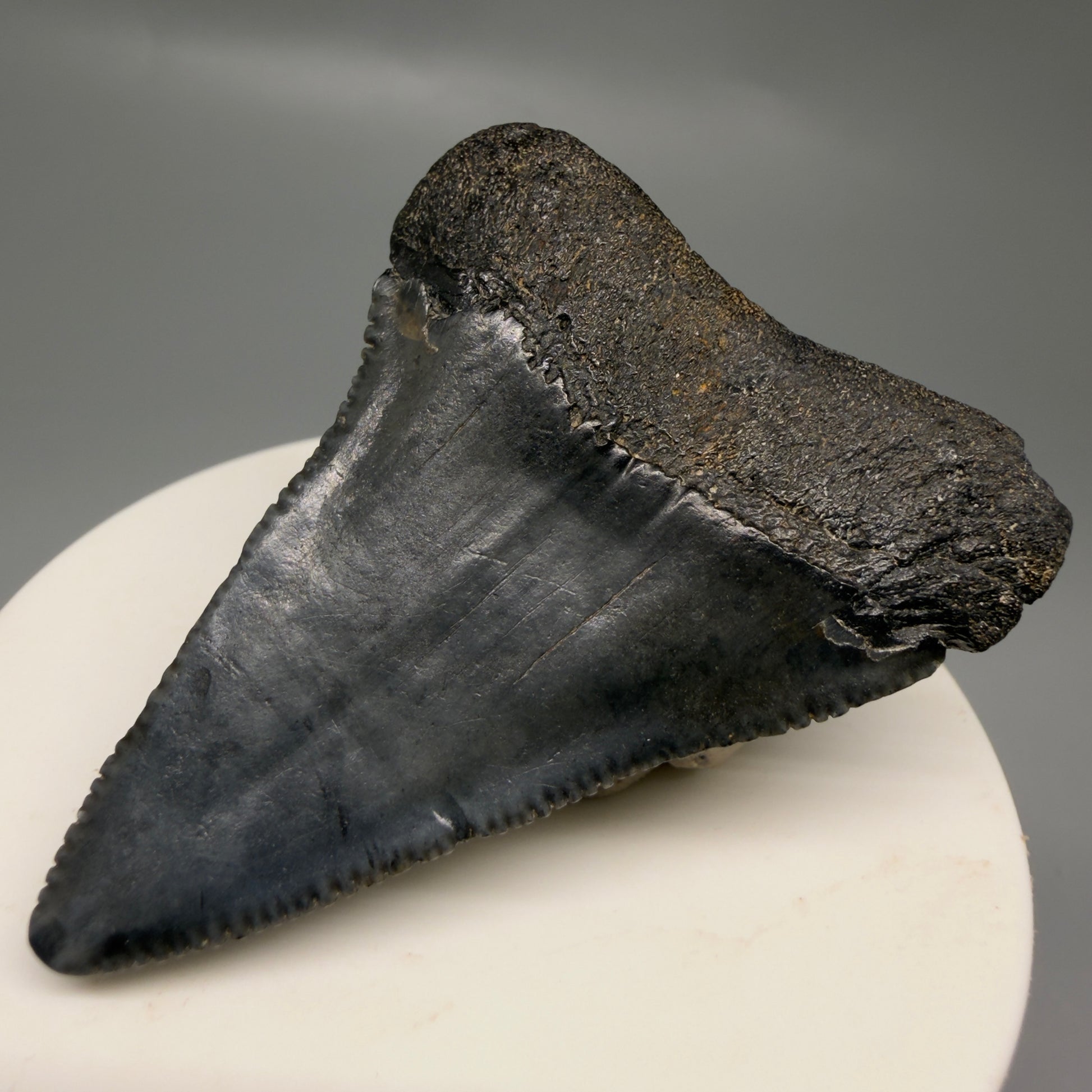 Back Right View Dark colors, serrated 2.32" Fossil Great White Shark Tooth - South Carolina GW1329
