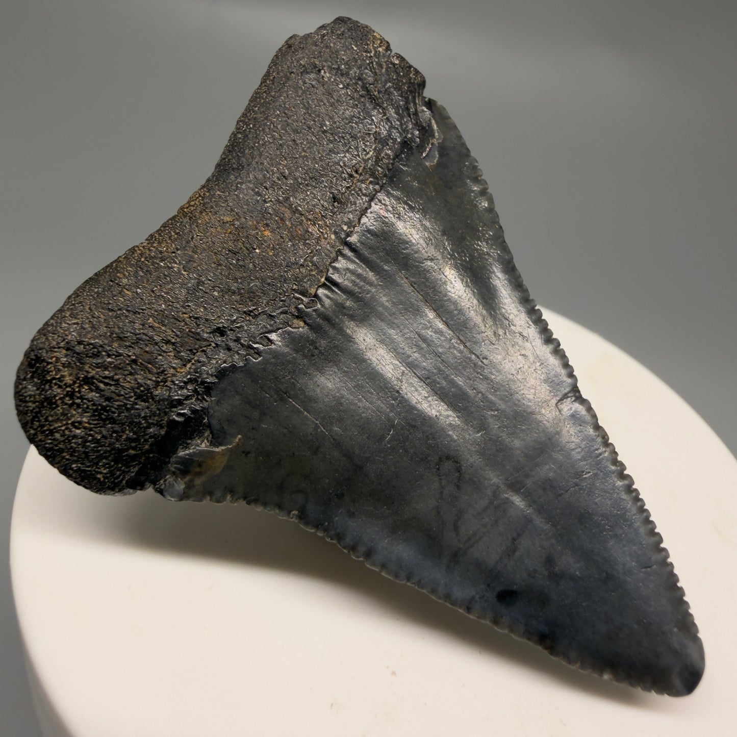Back Left View Dark colors, serrated 2.32" Fossil Great White Shark Tooth - South Carolina GW1329