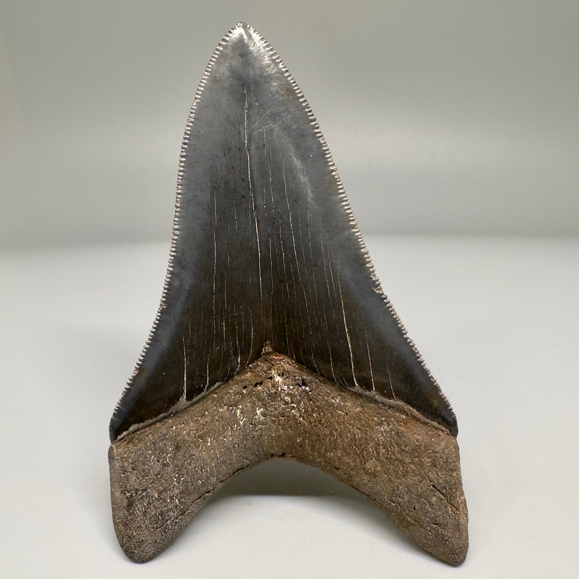 Nice Quality, Lower 3.93" Fossil Megalodon Shark Tooth from South Carolina CM5158 - Back 