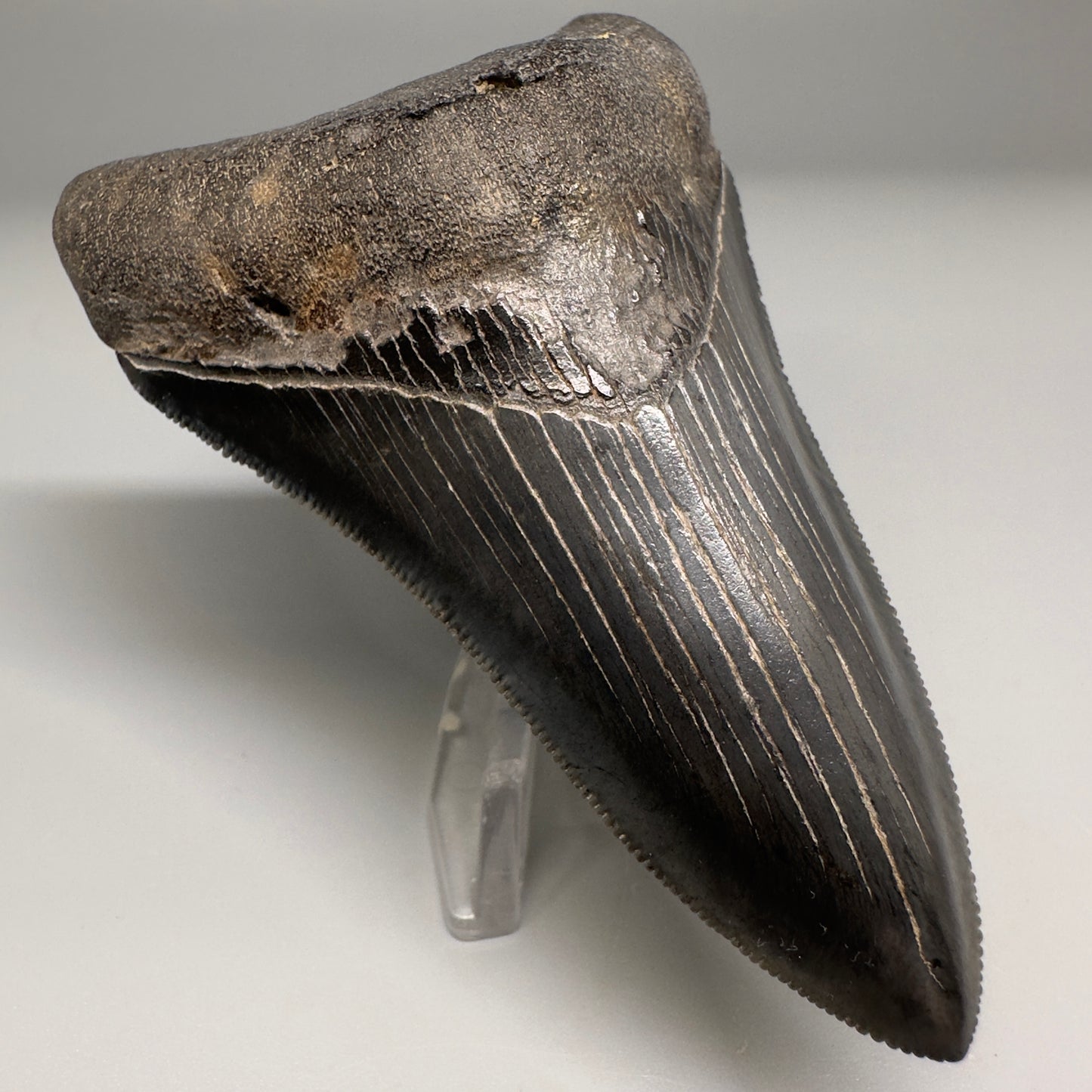 Nice Quality, Lower 3.93" Fossil Megalodon Shark Tooth from South Carolina CM5158 - Lower Left