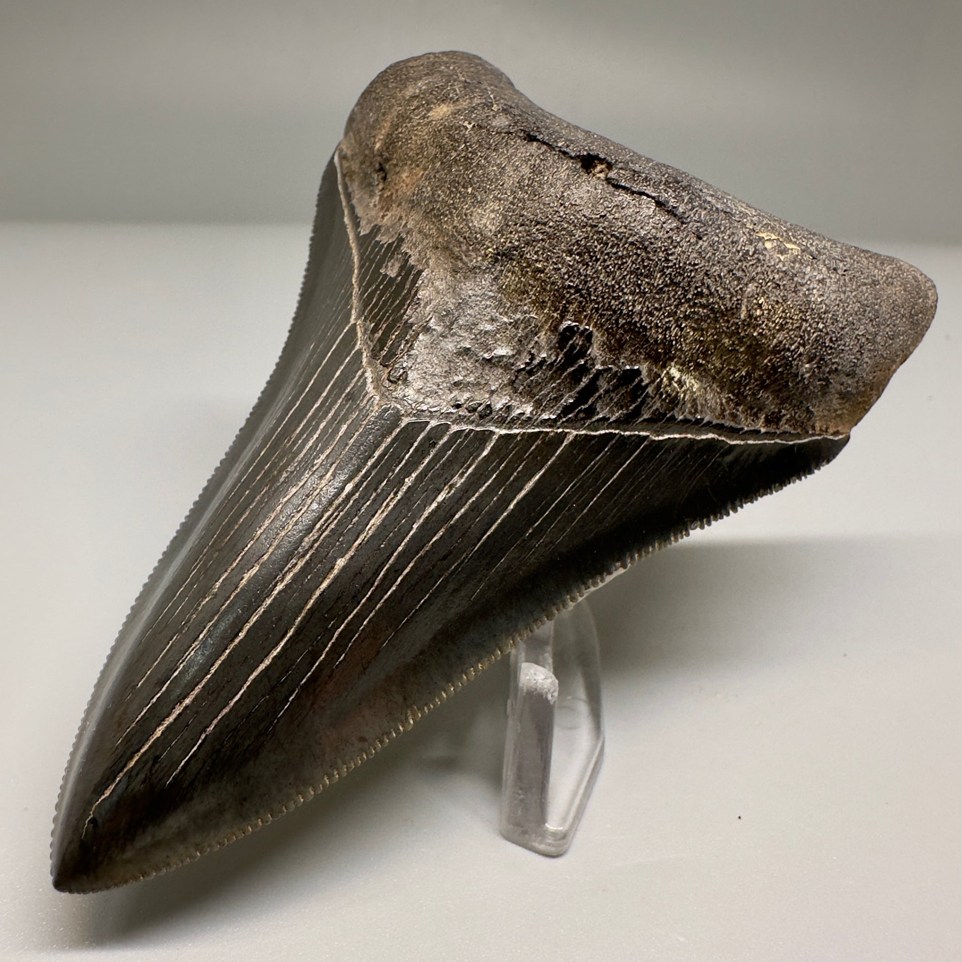 Nice Quality, Lower 3.93" Fossil Megalodon Shark Tooth from South Carolina CM5158 - Lower Right