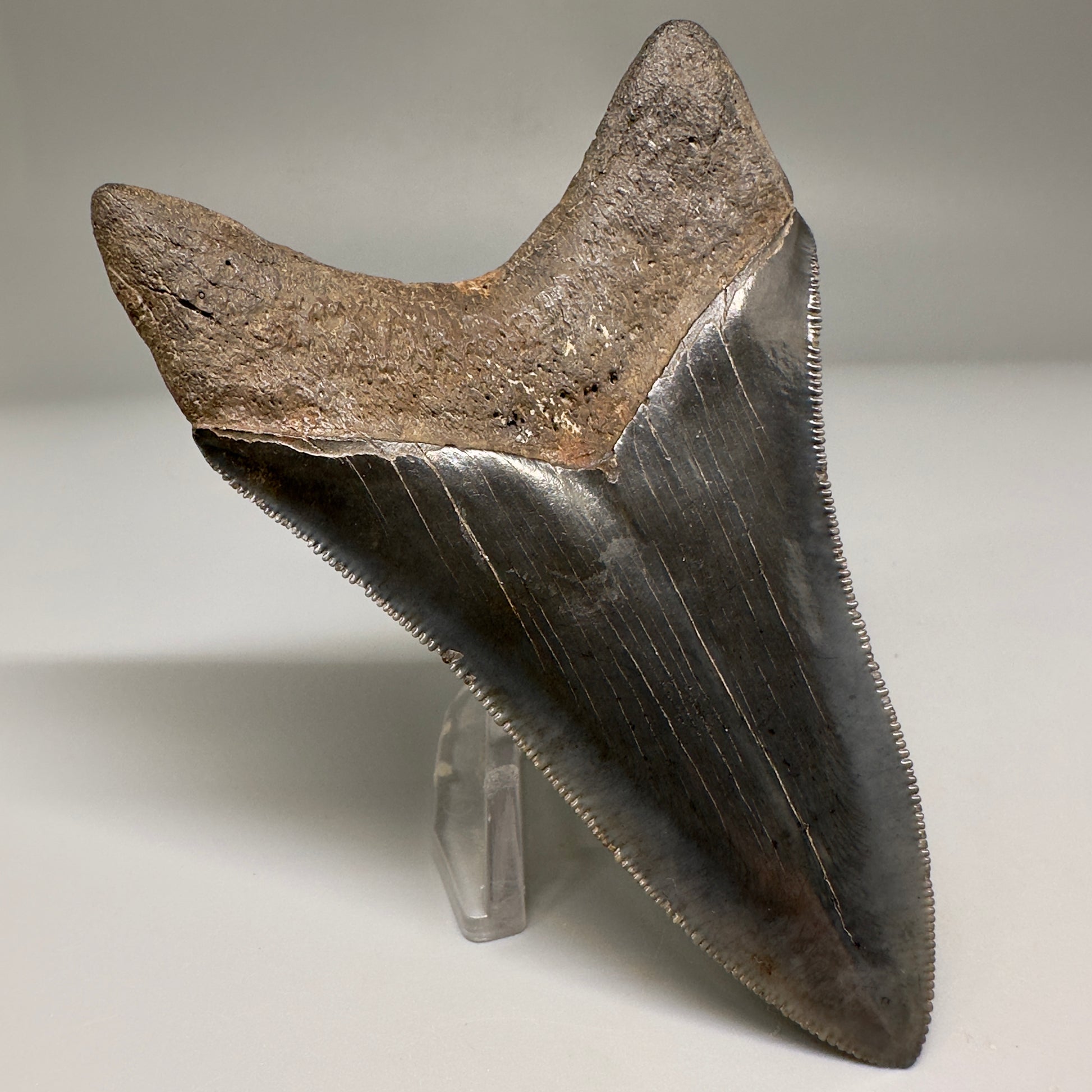 Nice Quality, Lower 3.93" Fossil Megalodon Shark Tooth from South Carolina CM5158 - Back Left