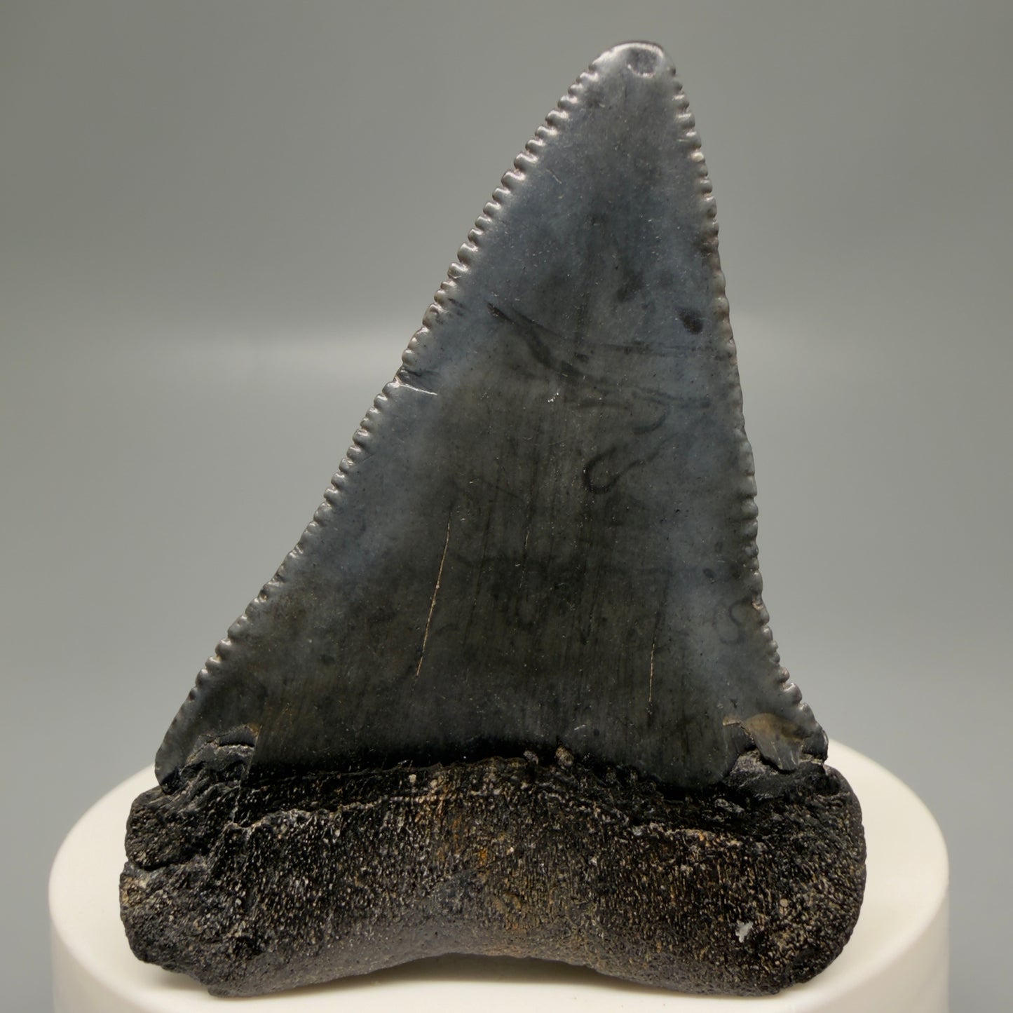 Back View Dark colors, serrated 2.32" Fossil Great White Shark Tooth - South Carolina GW1329