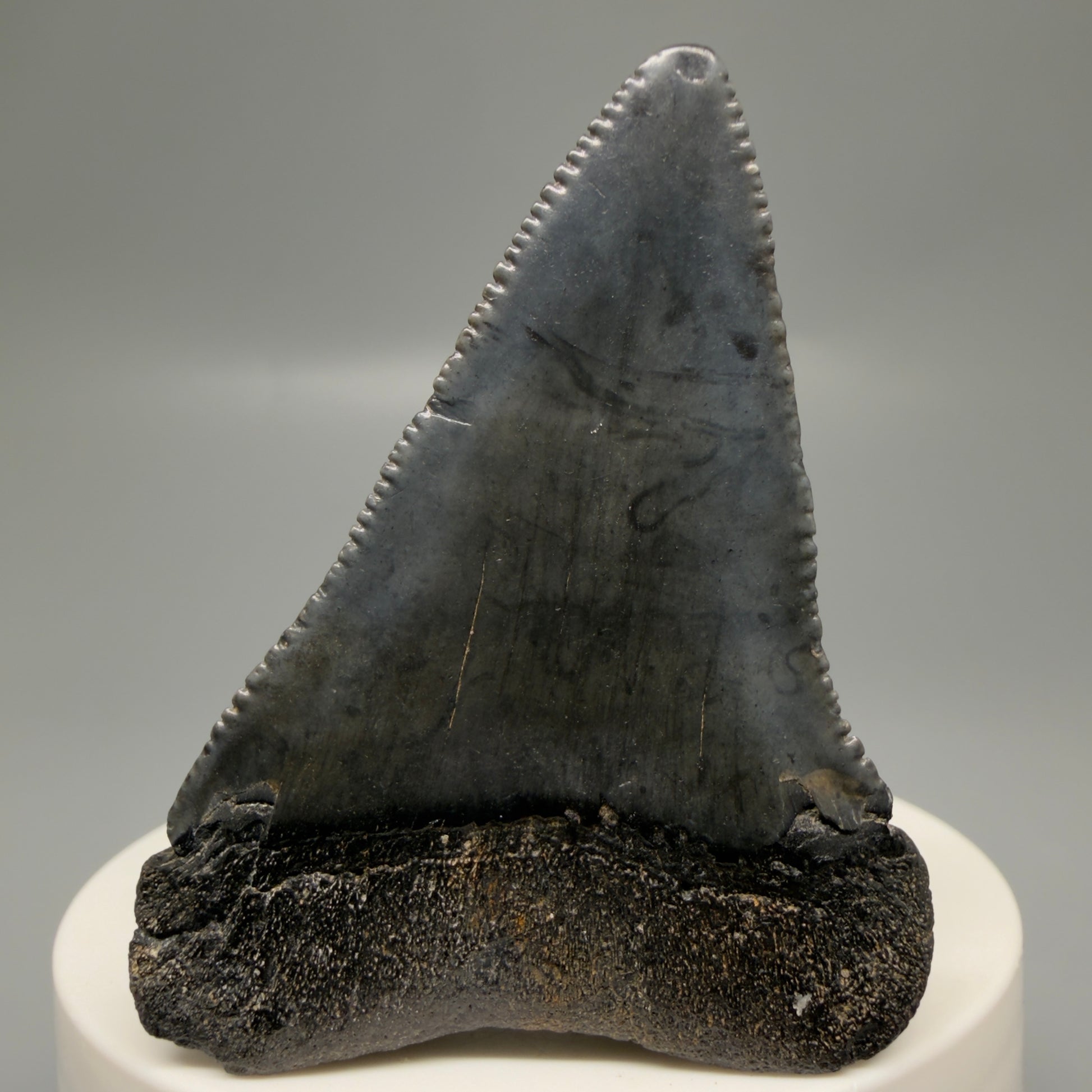 Back View Dark colors, serrated 2.32" Fossil Great White Shark Tooth - South Carolina GW1329