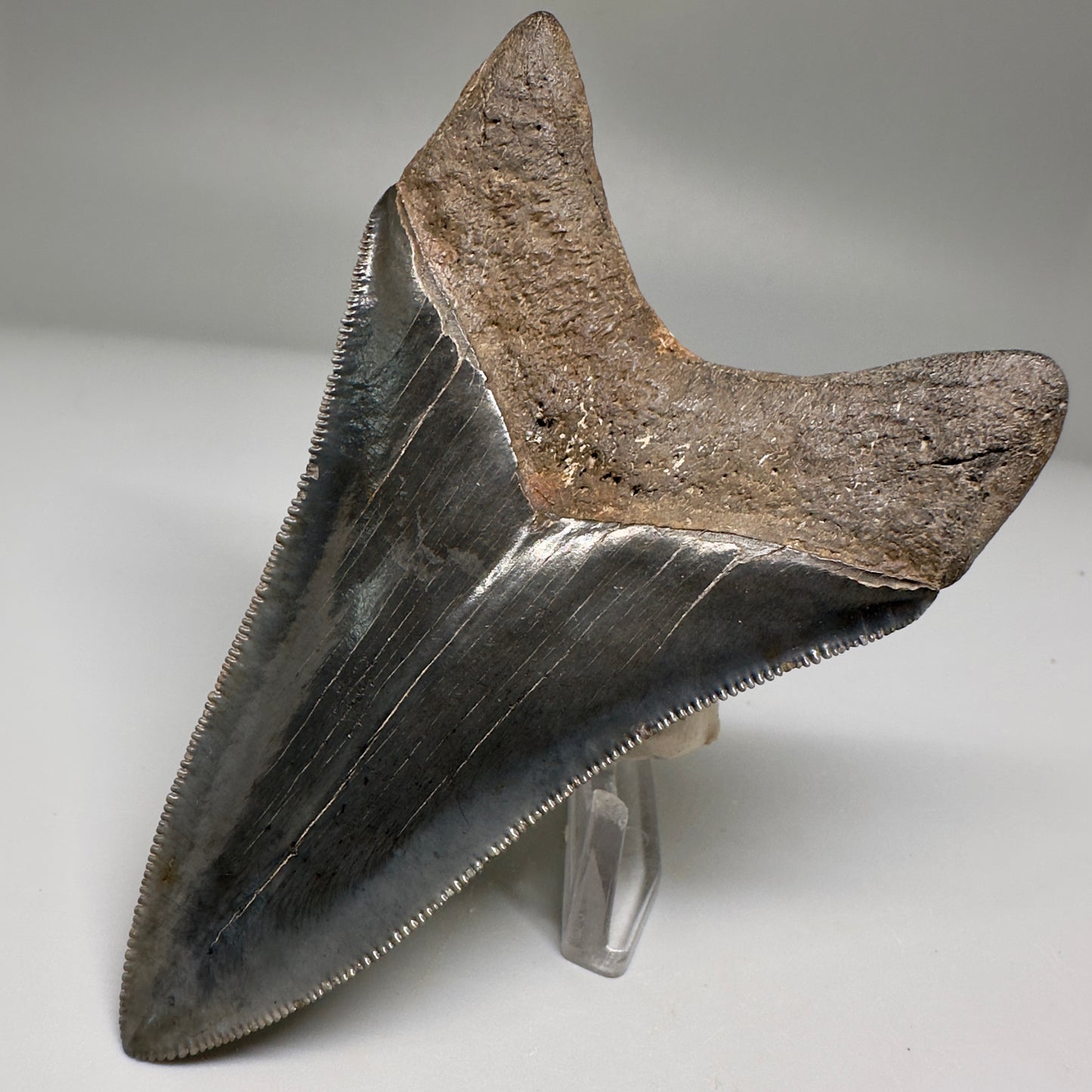 Nice Quality, Lower 3.93" Fossil Megalodon Shark Tooth from South Carolina CM5158 - Back Right