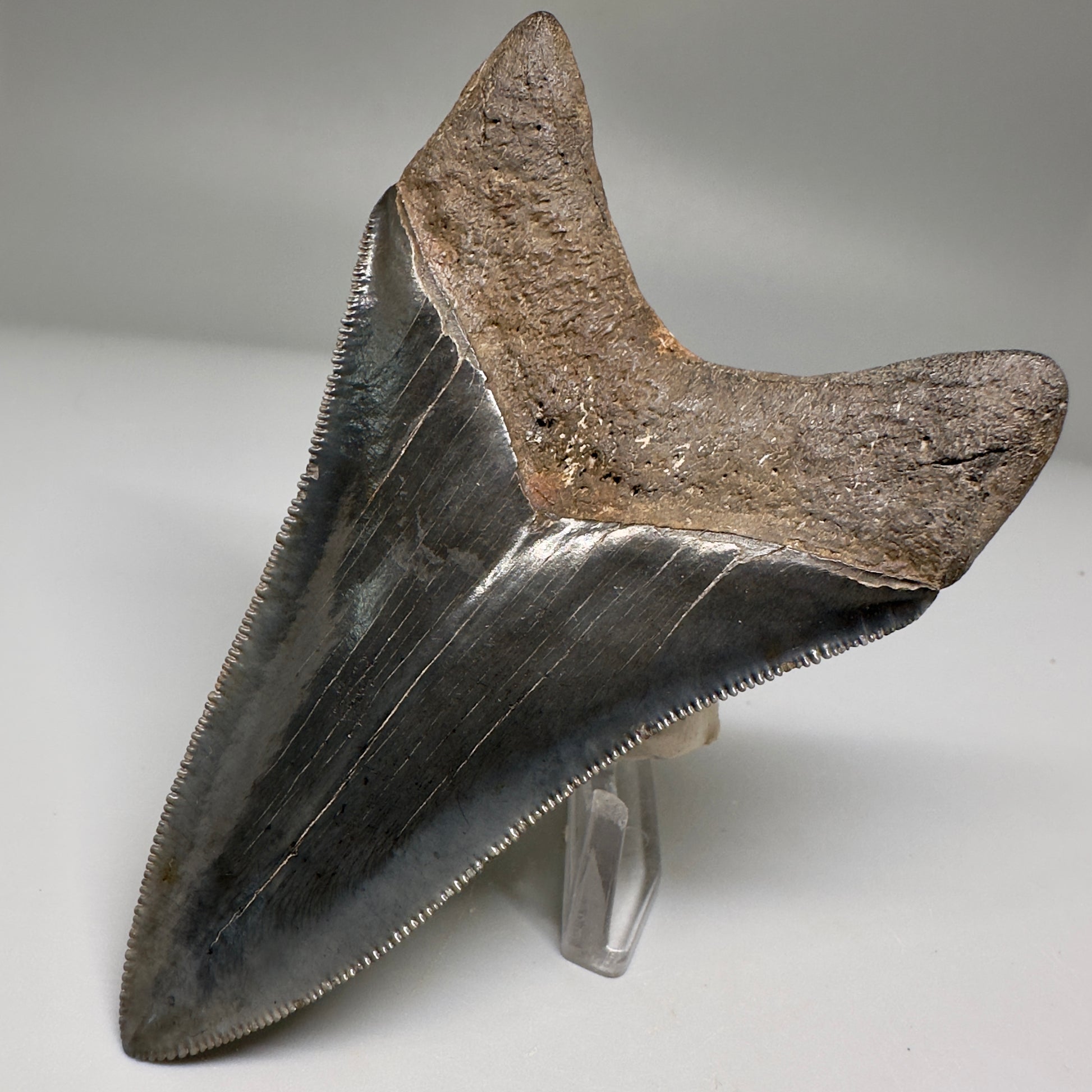Nice Quality, Lower 3.93" Fossil Megalodon Shark Tooth from South Carolina CM5158 - Back Right