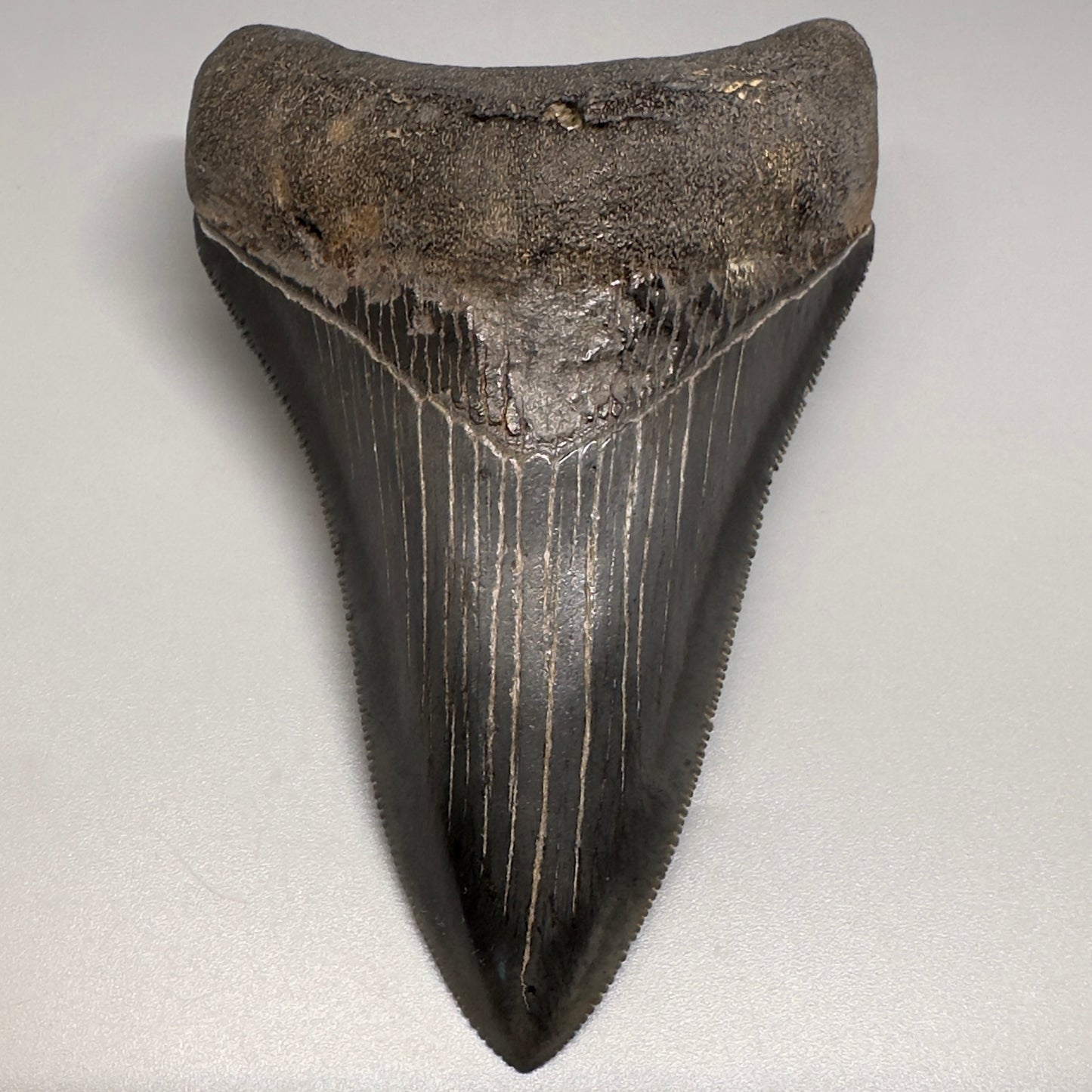 Nice Quality, Lower 3.93" Fossil Megalodon Shark Tooth from South Carolina CM5158 - Lower1