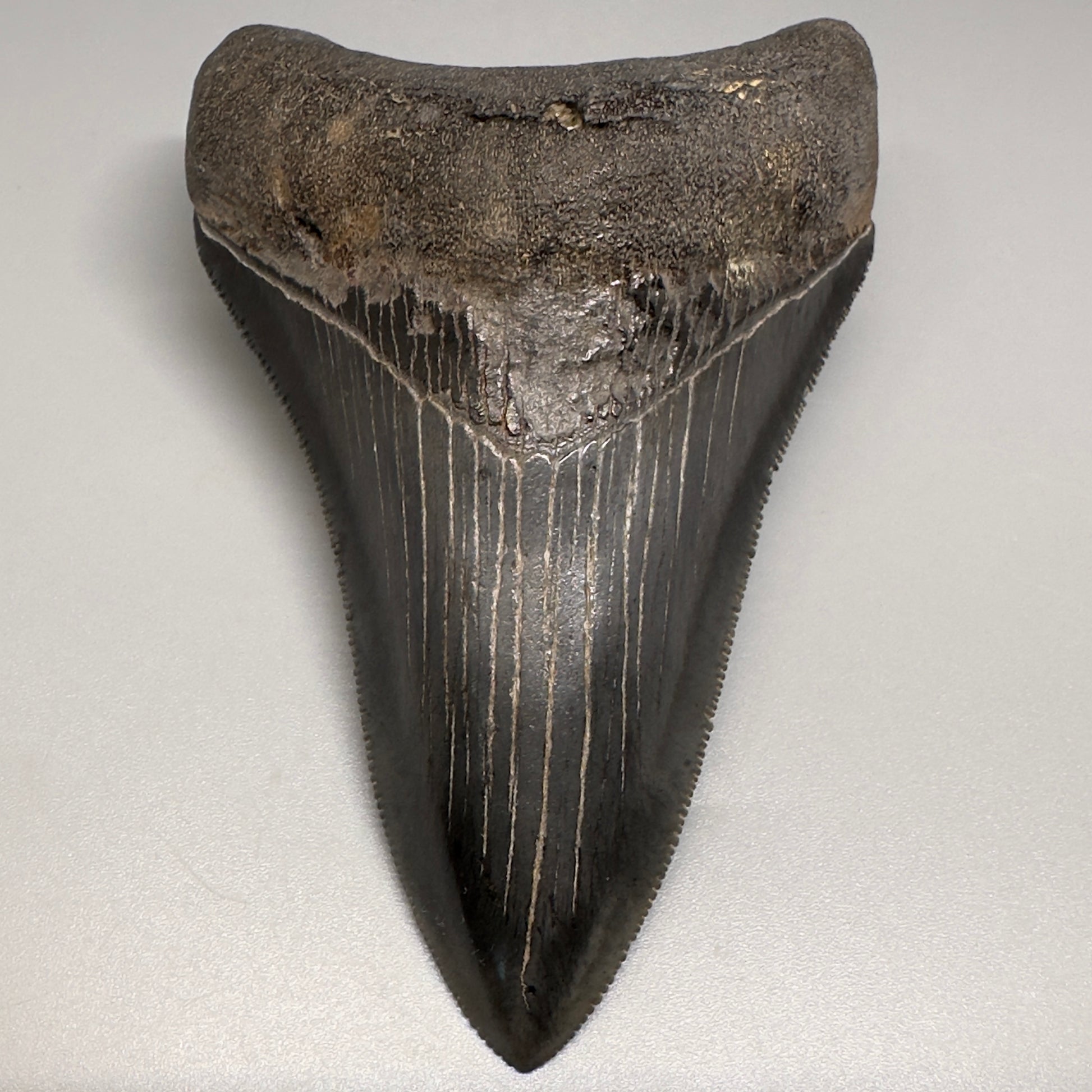 Nice Quality, Lower 3.93" Fossil Megalodon Shark Tooth from South Carolina CM5158 - Lower1