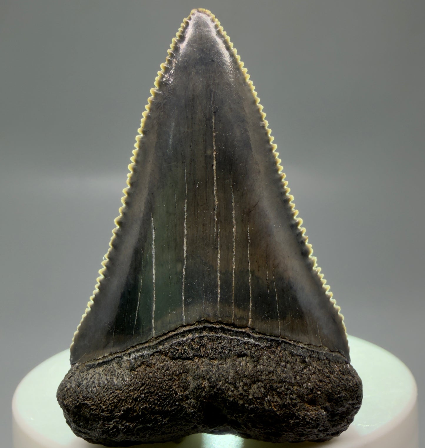 Front View Colorful, sharply serrated 2.15" Fossil Great White Tooth for Sale - South Carolina GW1328 - 2