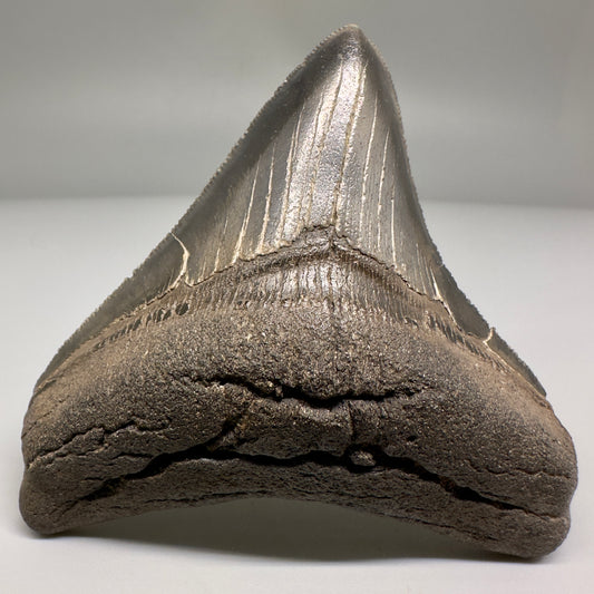 Nice Quality, lateral 3.80" Fossil Megalodon Shark Tooth from South Carolina CM5157 - Front