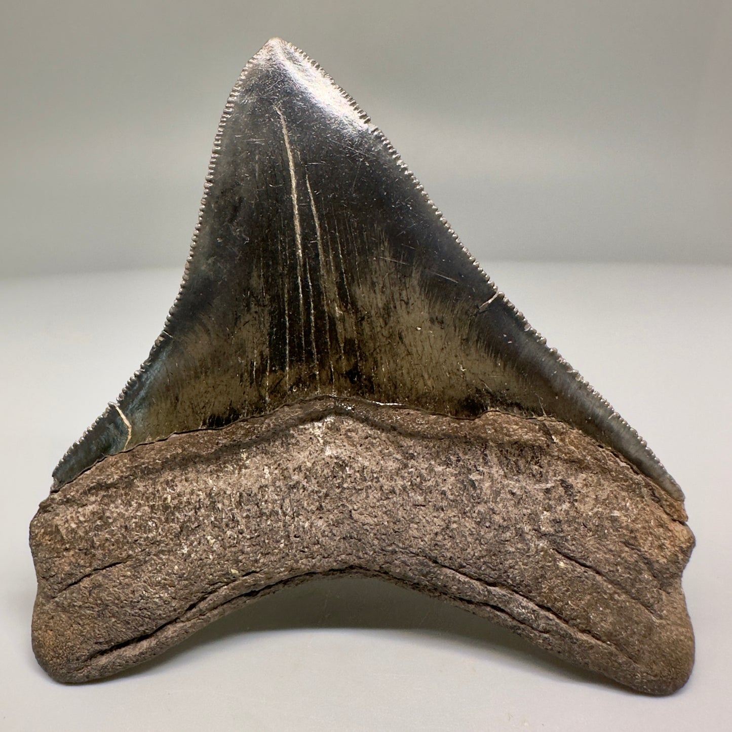 Nice Quality, lateral 3.80" Fossil Megalodon Shark Tooth from South Carolina CM5157 - Back