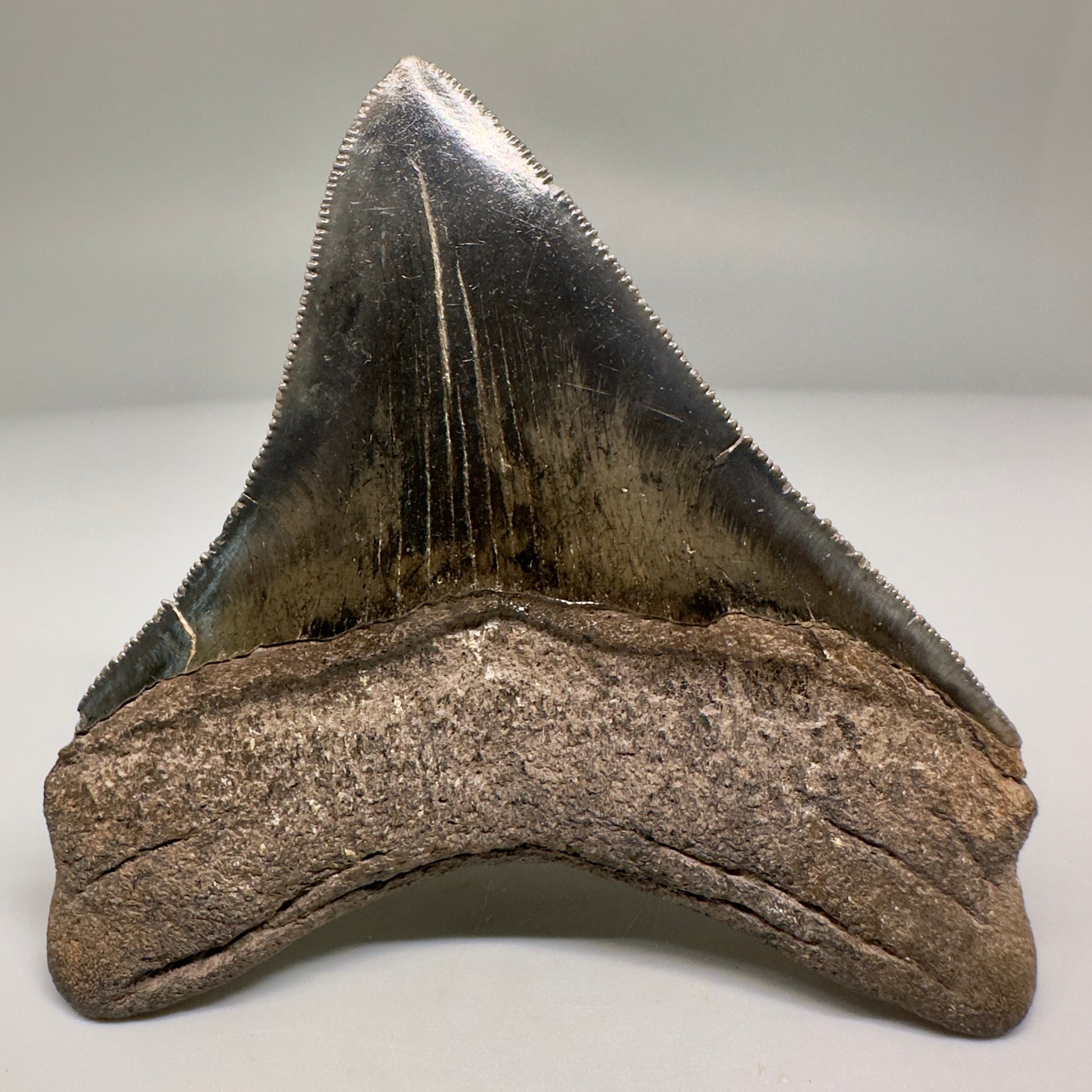 Nice Quality, lateral 3.80" Fossil Megalodon Shark Tooth from South Carolina CM5157 - Back