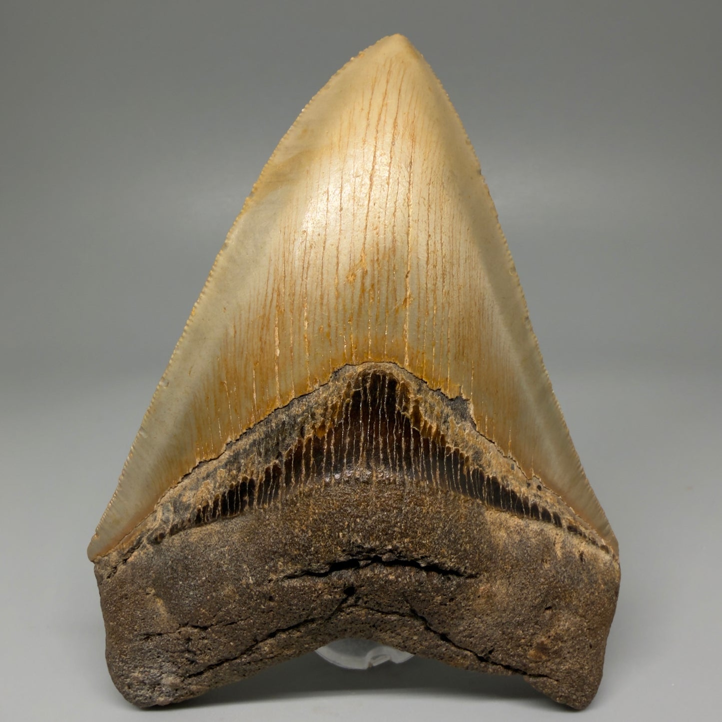 Front View Colorful 4.73" Authentic Megalodon Tooth – North Carolina Fossil | Carcharocles megalodon CM5424