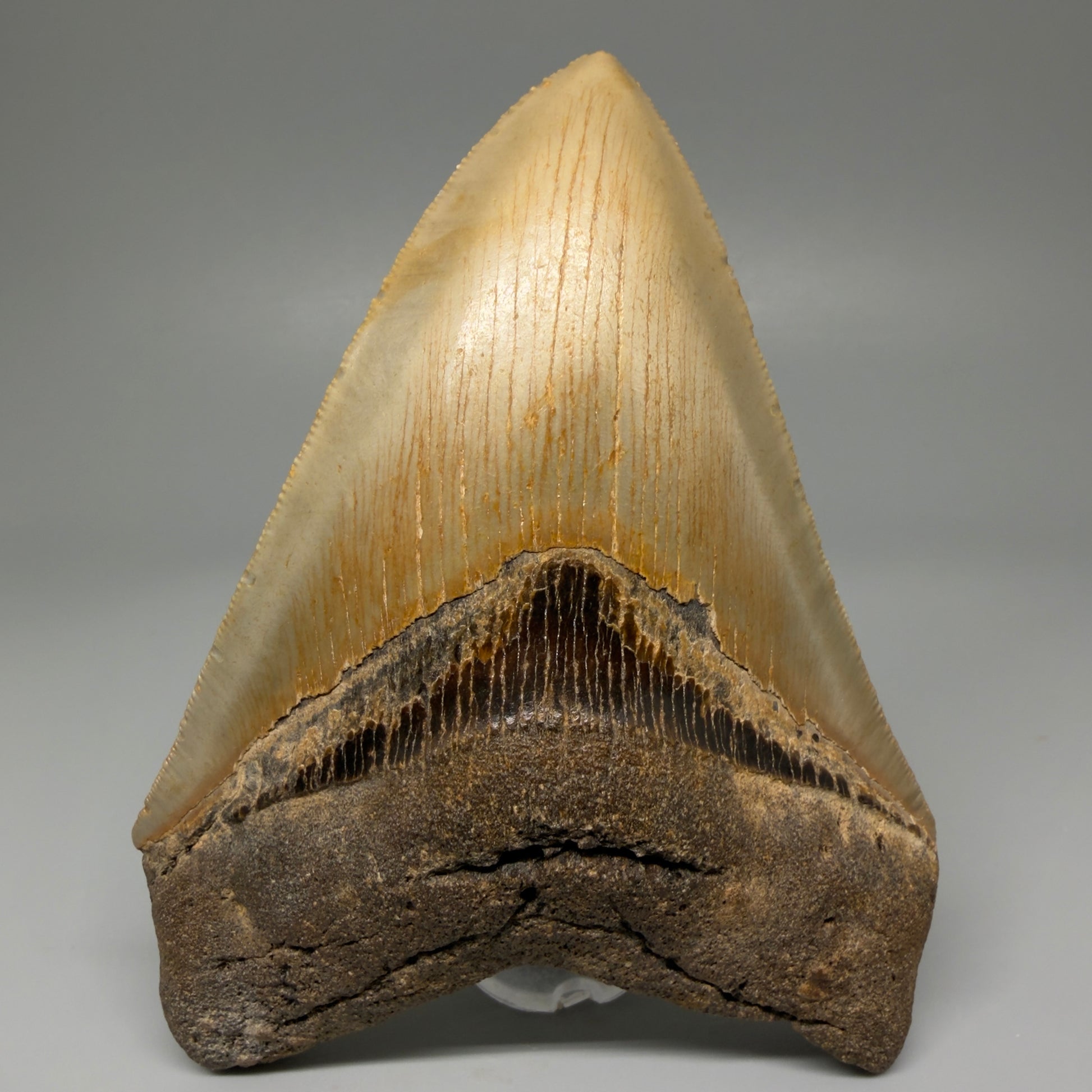 Front View Colorful 4.73" Authentic Megalodon Tooth – North Carolina Fossil | Carcharocles megalodon CM5424