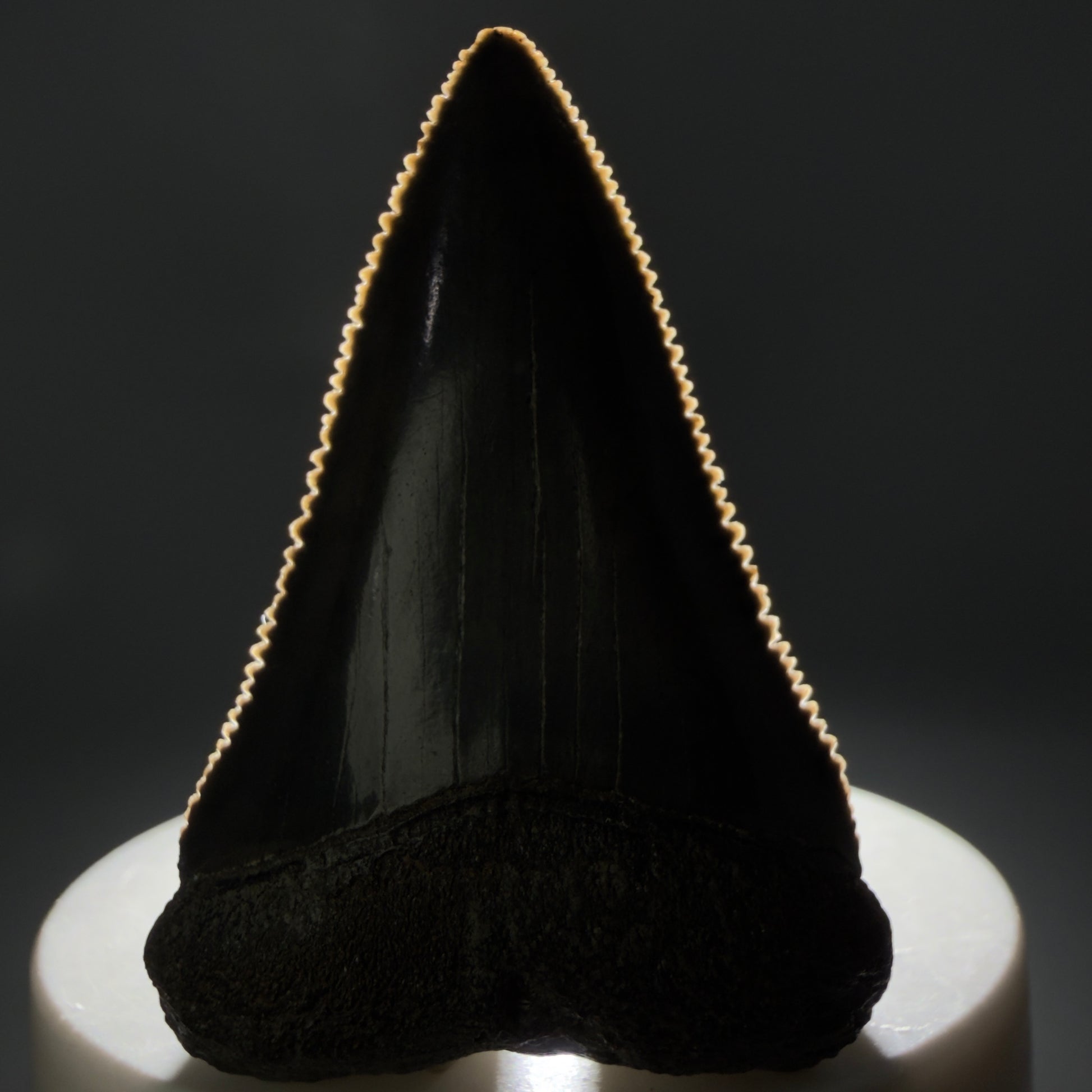 Front View Colorful, sharply serrated 2.15" Fossil Great White Tooth for Sale - South Carolina GW1328 - 1