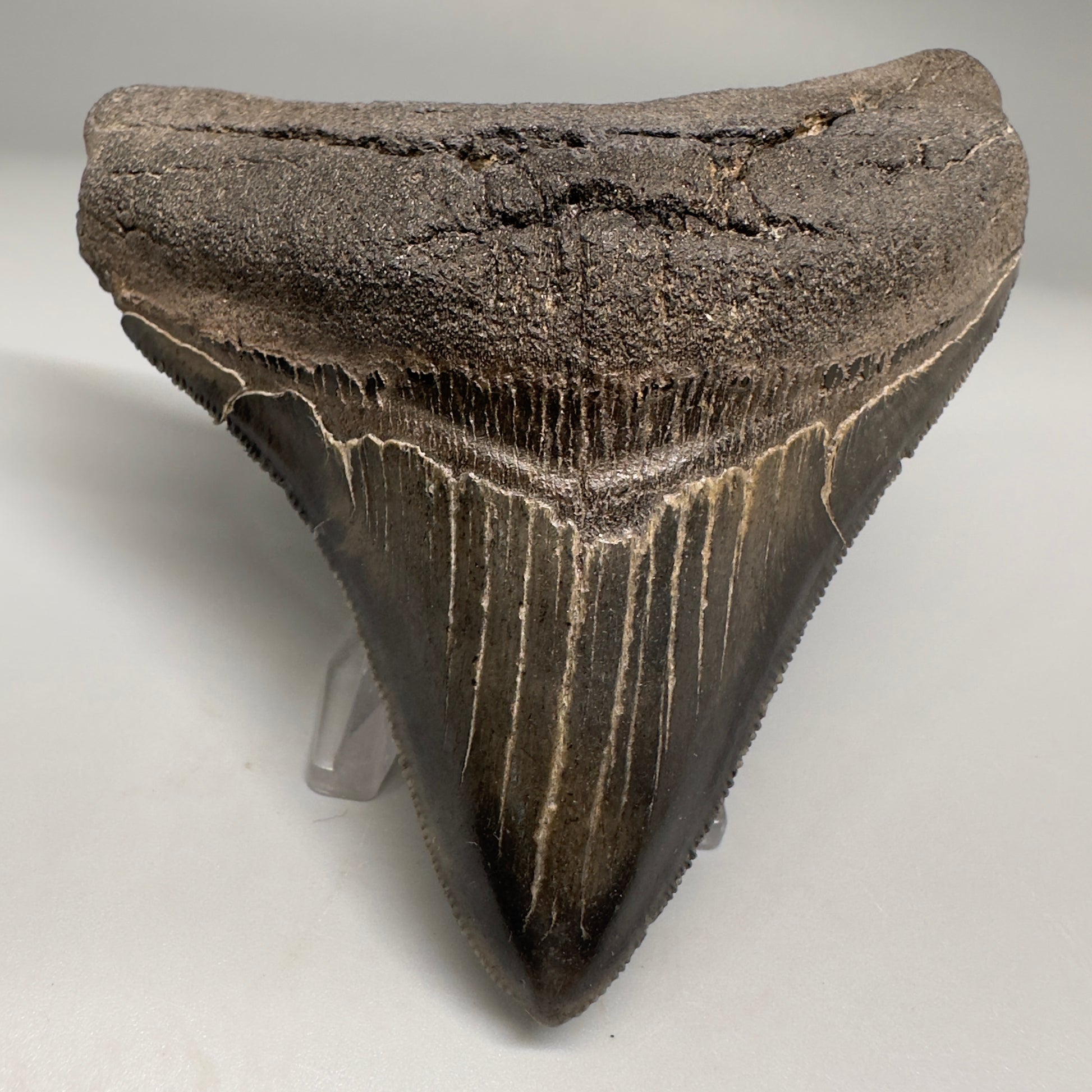 Nice Quality, lateral 3.80" Fossil Megalodon Shark Tooth from South Carolina CM5157 - Front1