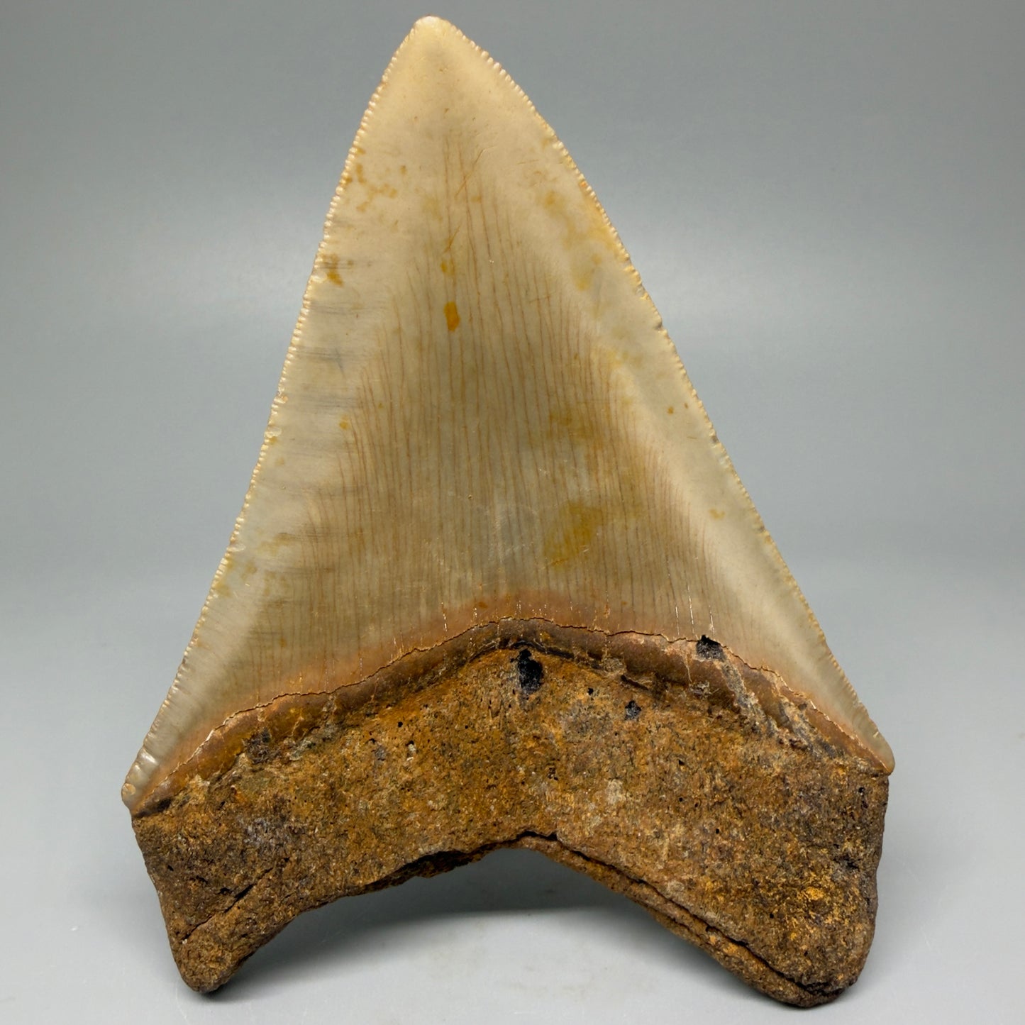 Back View Colorful 4.73" Authentic Megalodon Tooth – North Carolina Fossil | Carcharocles megalodon CM5424