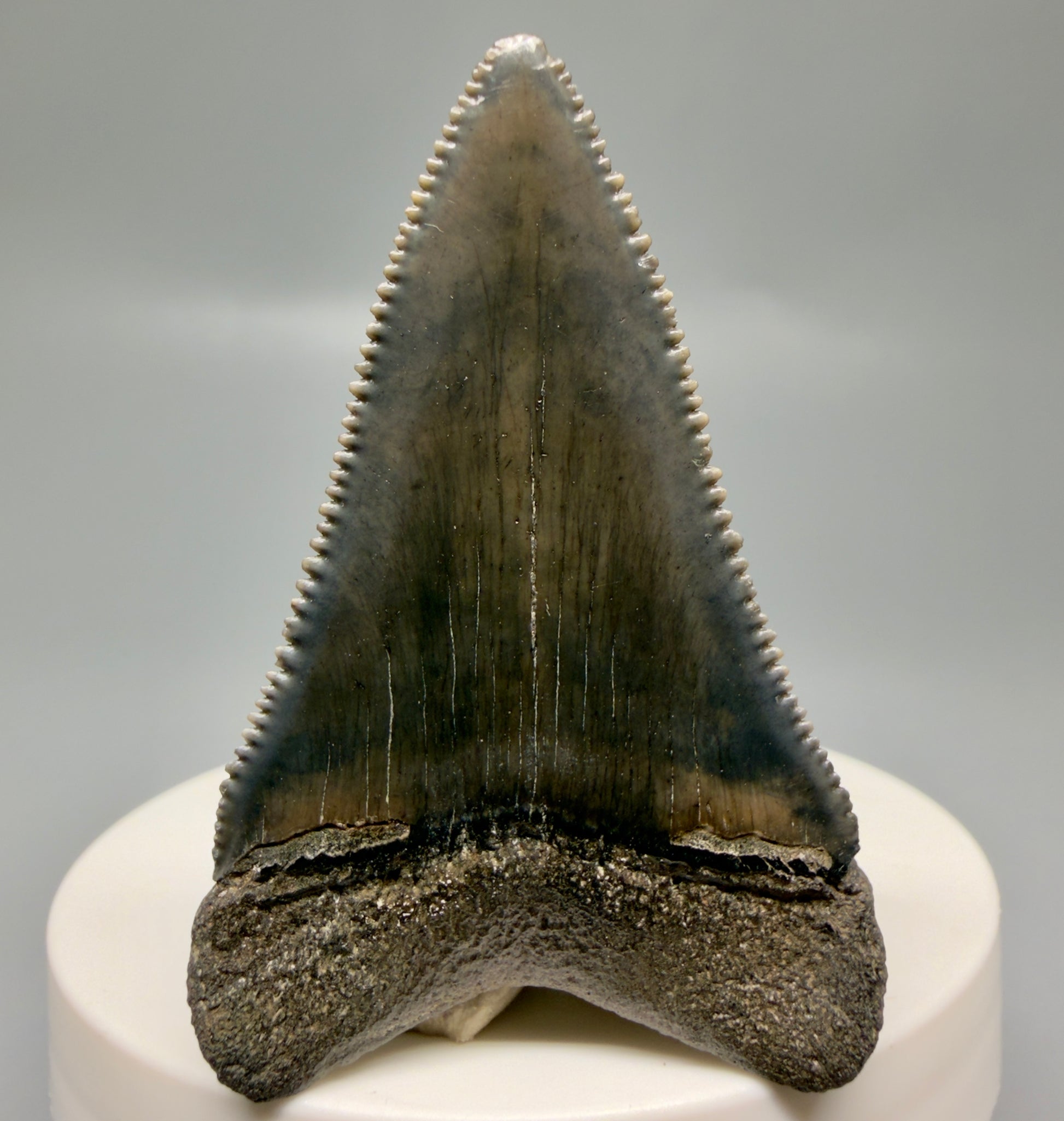 Back View Colorful, sharply serrated 2.15" Fossil Great White Tooth for Sale - South Carolina GW1328