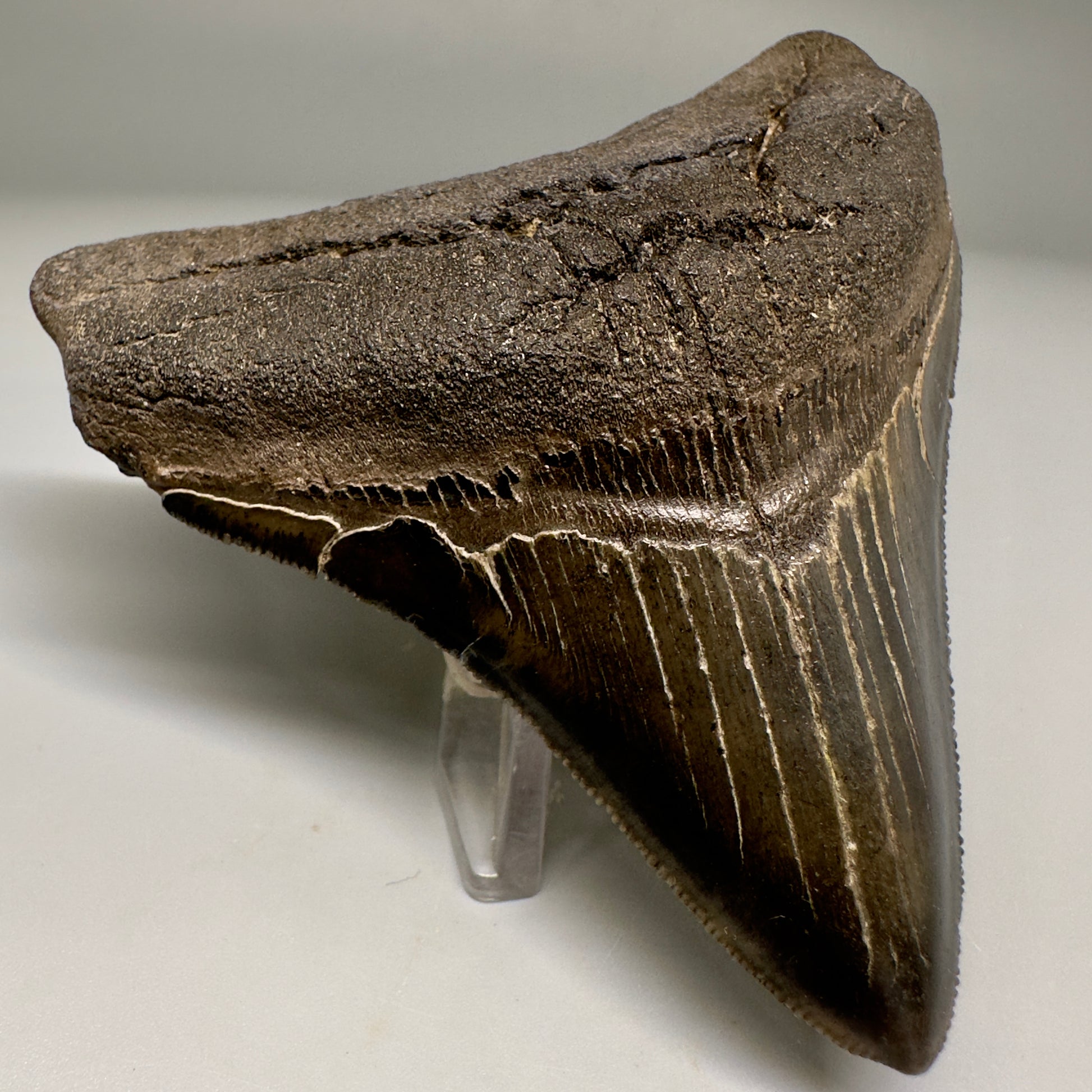 Nice Quality, lateral 3.80" Fossil Megalodon Shark Tooth from South Carolina CM5157 - Front Left