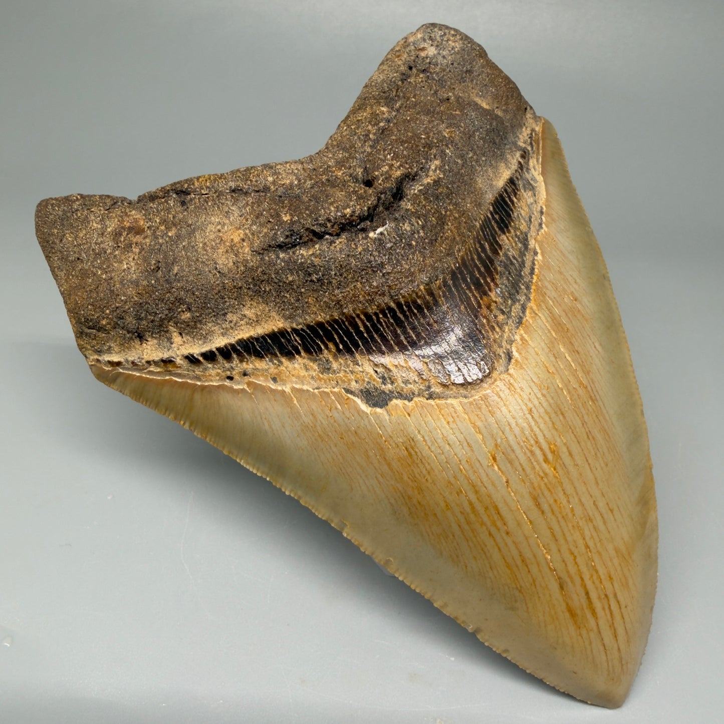 Front Left View TColorful 4.73" Authentic Megalodon Tooth – North Carolina Fossil | Carcharocles megalodon CM5424