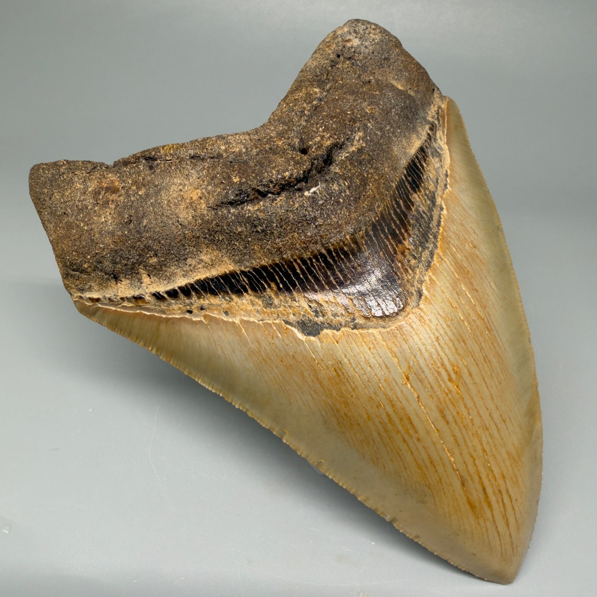 Front Left View TColorful 4.73" Authentic Megalodon Tooth – North Carolina Fossil | Carcharocles megalodon CM5424