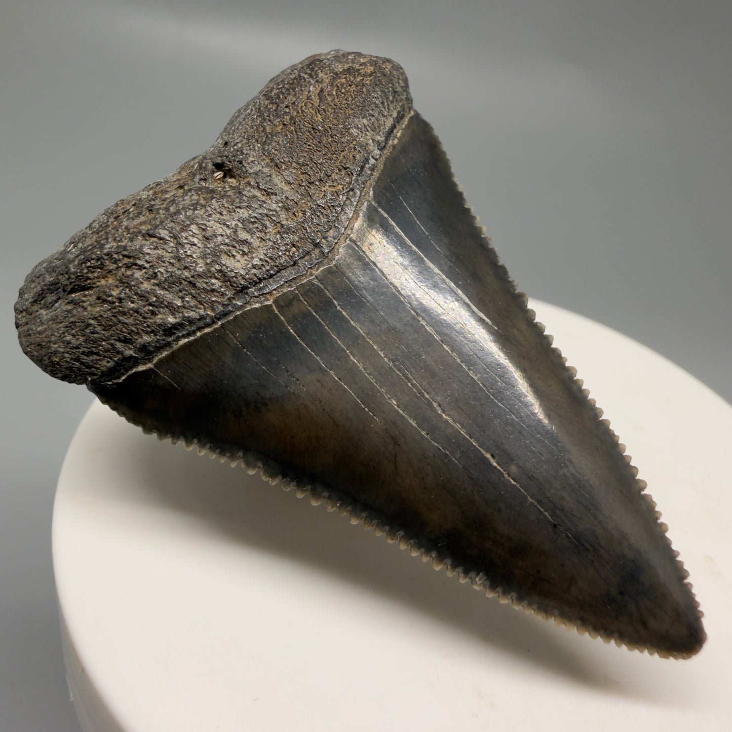 Front Left View Colorful, sharply serrated 2.15" Fossil Great White Tooth for Sale - South Carolina GW1328