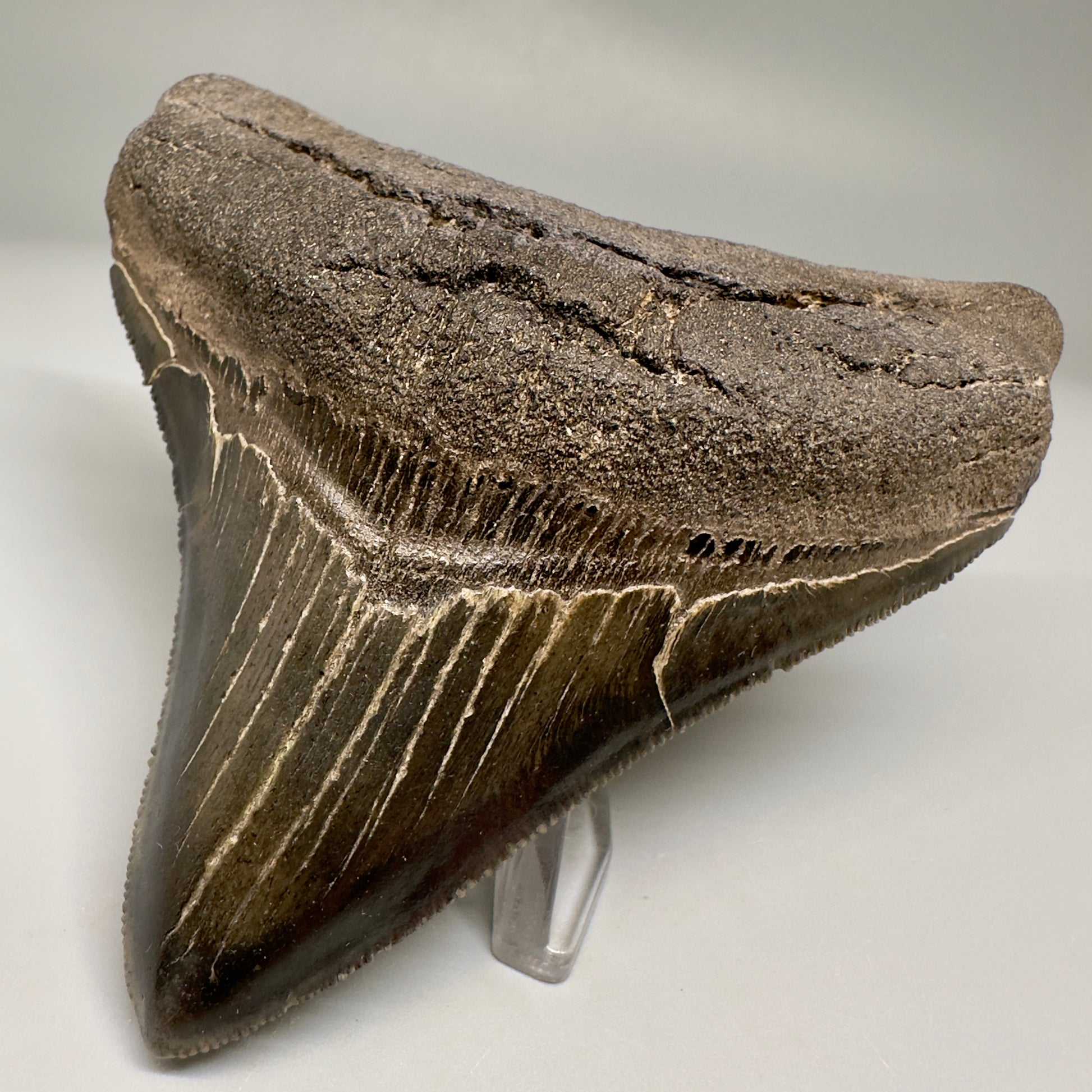 Nice Quality, lateral 3.80" Fossil Megalodon Shark Tooth from South Carolina CM5157 - Front Right