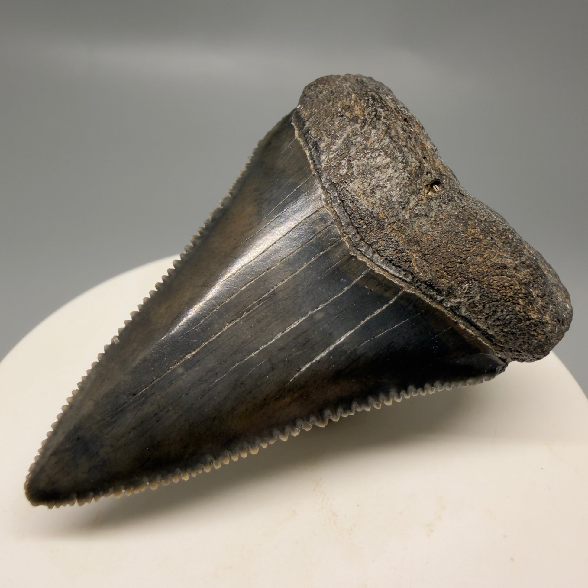 Front Right View Colorful, sharply serrated 2.15" Fossil Great White Tooth for Sale - South Carolina GW1328