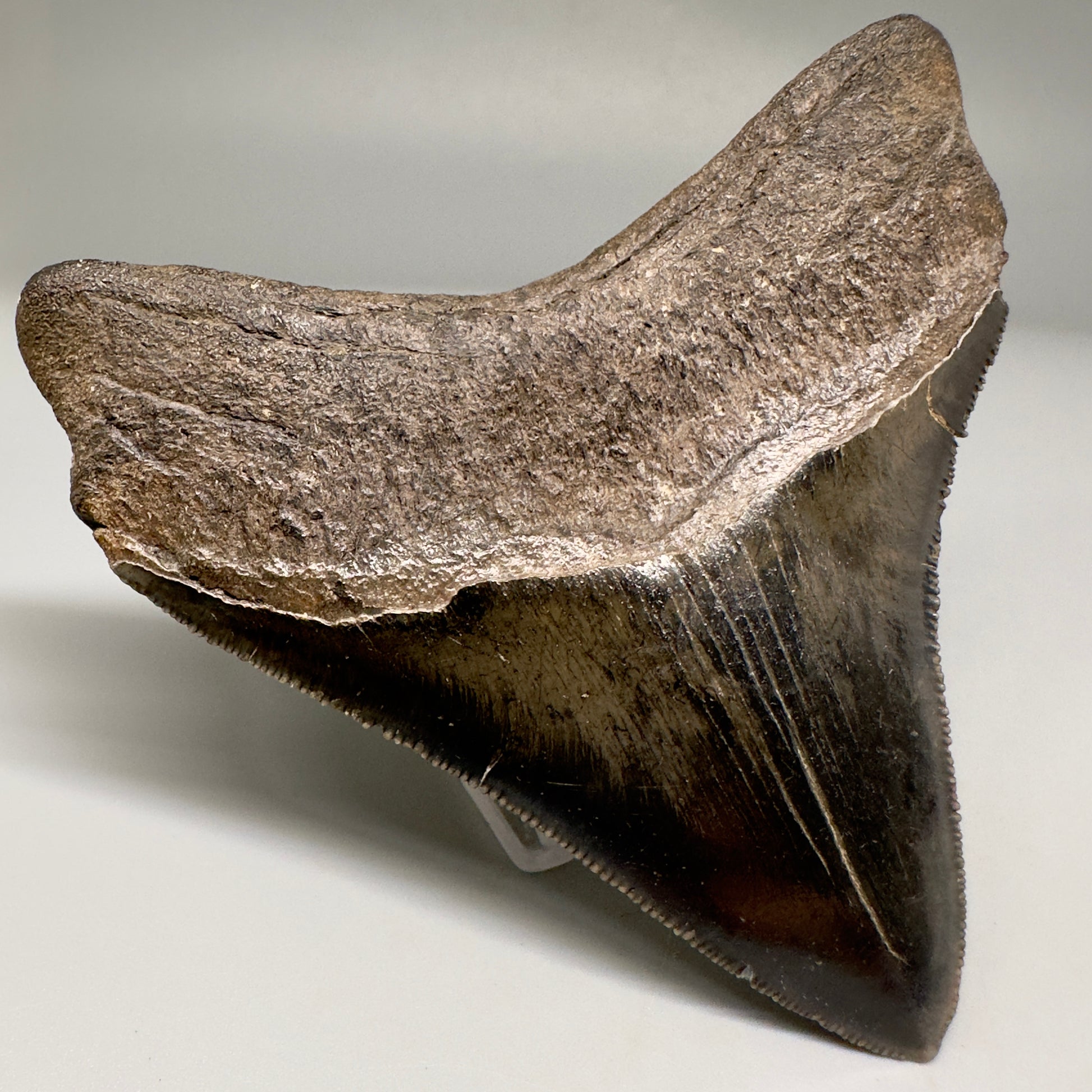 Nice Quality, lateral 3.80" Fossil Megalodon Shark Tooth from South Carolina CM5157 - Back Left