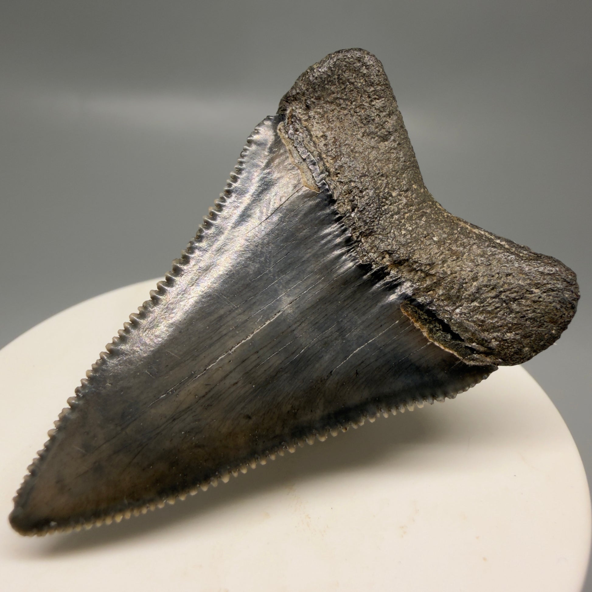 Back Right View Colorful, sharply serrated 2.31" Fossil Great White Tooth for Sale - South Carolina GW1330