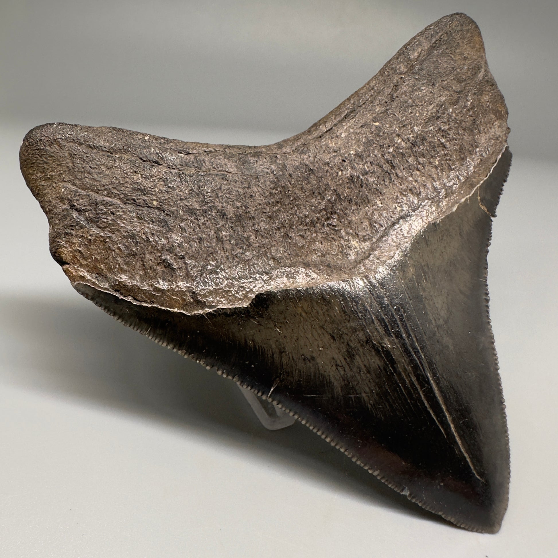 Nice Quality, lateral 3.80" Fossil Megalodon Shark Tooth from South Carolina CM5157 - Front Left1