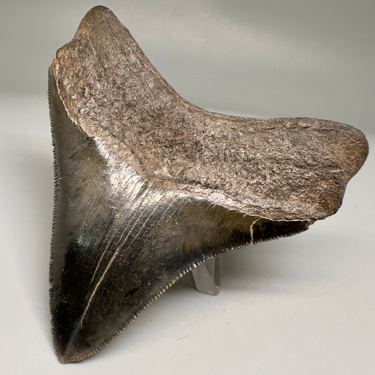 Nice Quality, lateral 3.80" Fossil Megalodon Shark Tooth from South Carolina CM5157 - Front Right