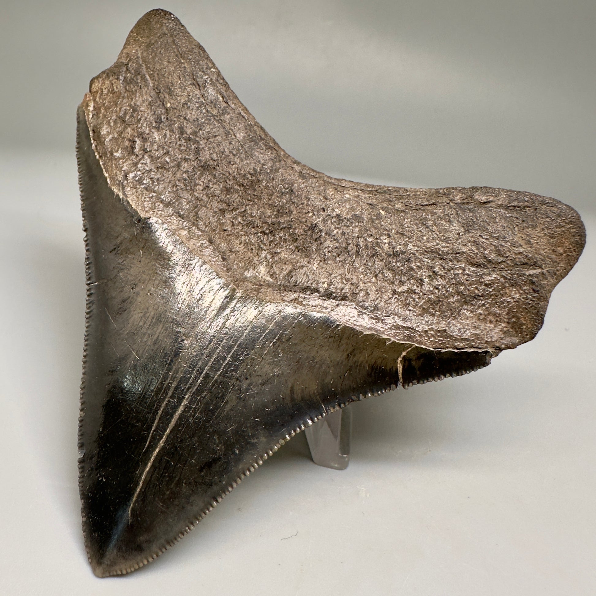 Nice Quality, lateral 3.80" Fossil Megalodon Shark Tooth from South Carolina CM5157 - Front Right