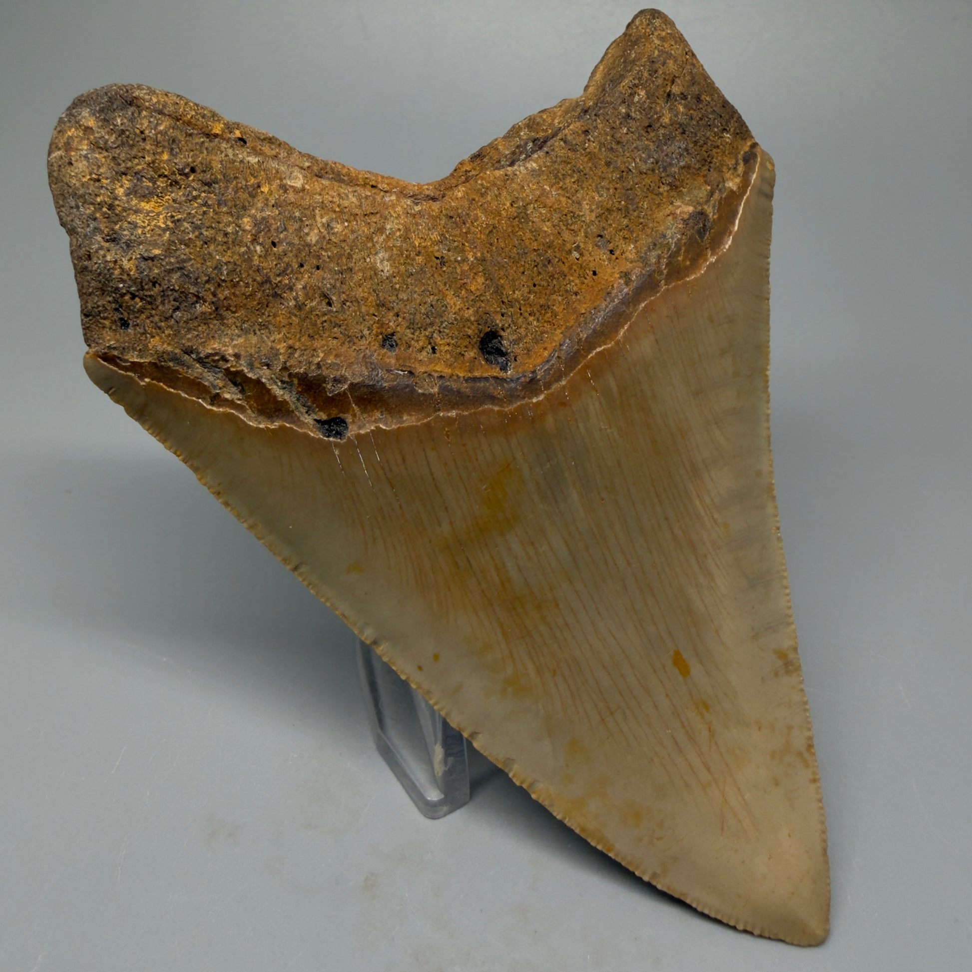 Back Left View Colorful 4.73" Authentic Megalodon Tooth – North Carolina Fossil | Carcharocles megalodon CM5424
