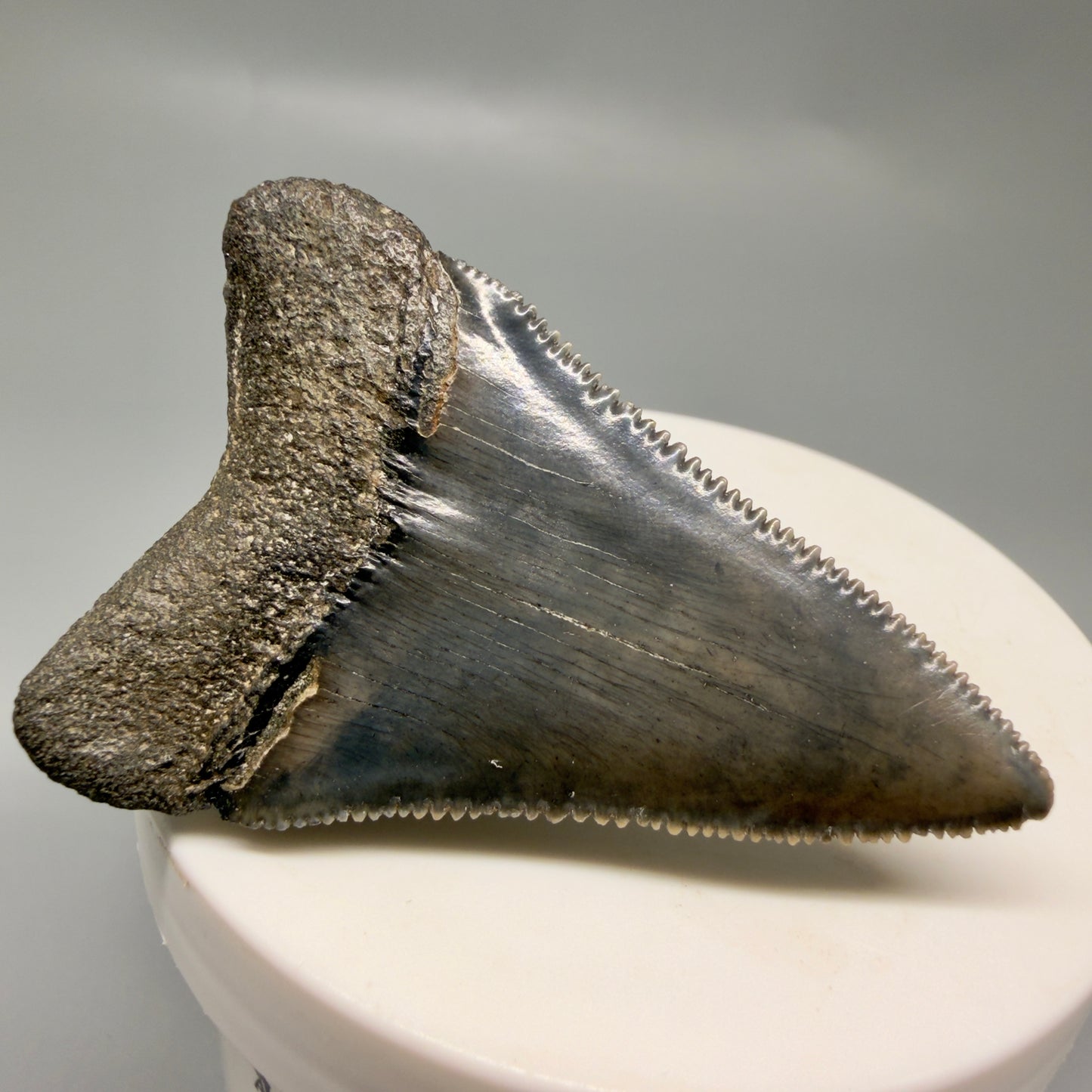 Back Left View Colorful, sharply serrated 2.15" Fossil Great White Tooth for Sale - South Carolina GW1328