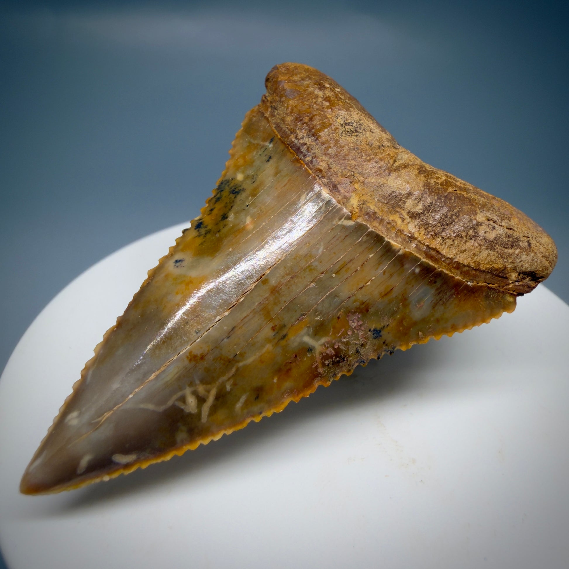 Front Right View Insane colors 2.17" Fossil Great White Tooth from Chile - Collector's Quality GW1323