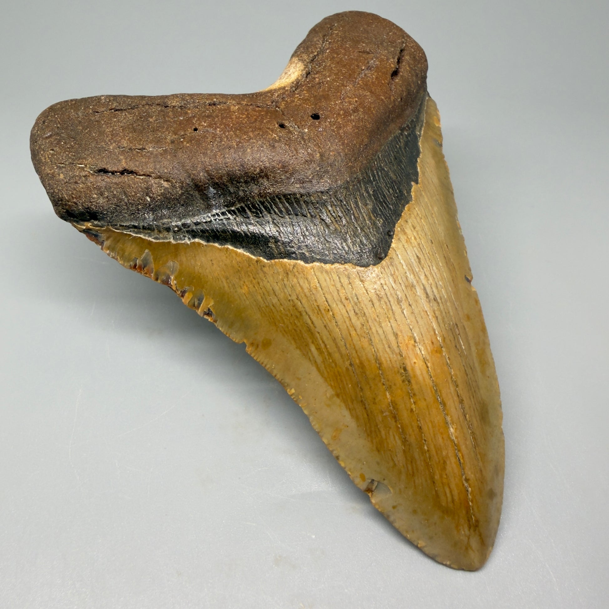 Front Left View Heart-shaped 4.97" Authentic Megalodon Tooth – North Carolina Fossil | Carcharocles megalodon CM5425 