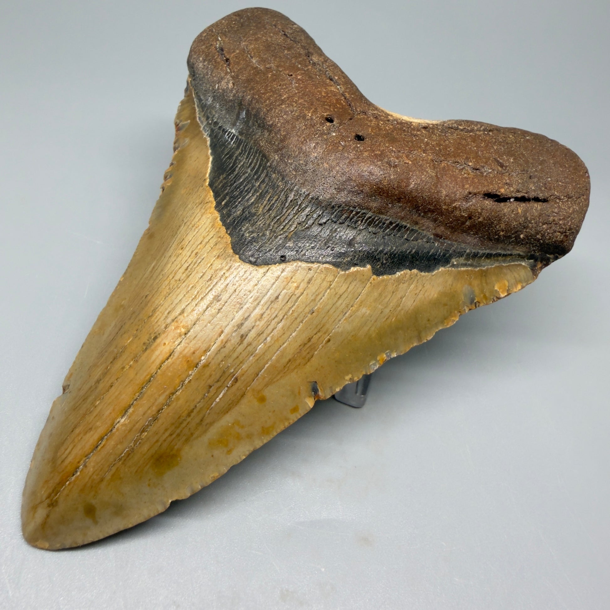 Front Right View Heart-shaped 4.97" Authentic Megalodon Tooth – North Carolina Fossil | Carcharocles megalodon CM5425 