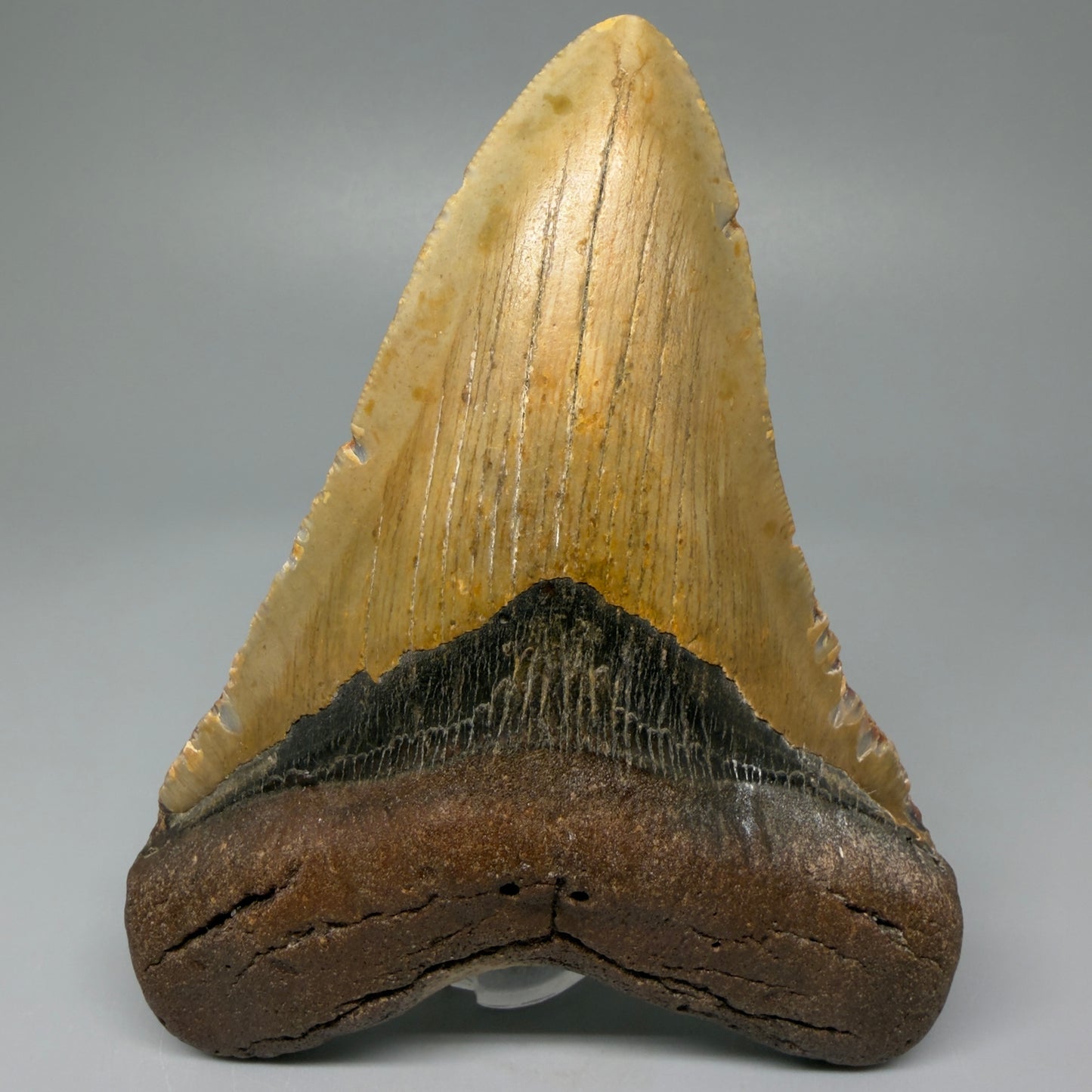Front View Tip Down Heart-shaped 4.97" Authentic Megalodon Tooth – North Carolina Fossil | Carcharocles megalodon CM5425 