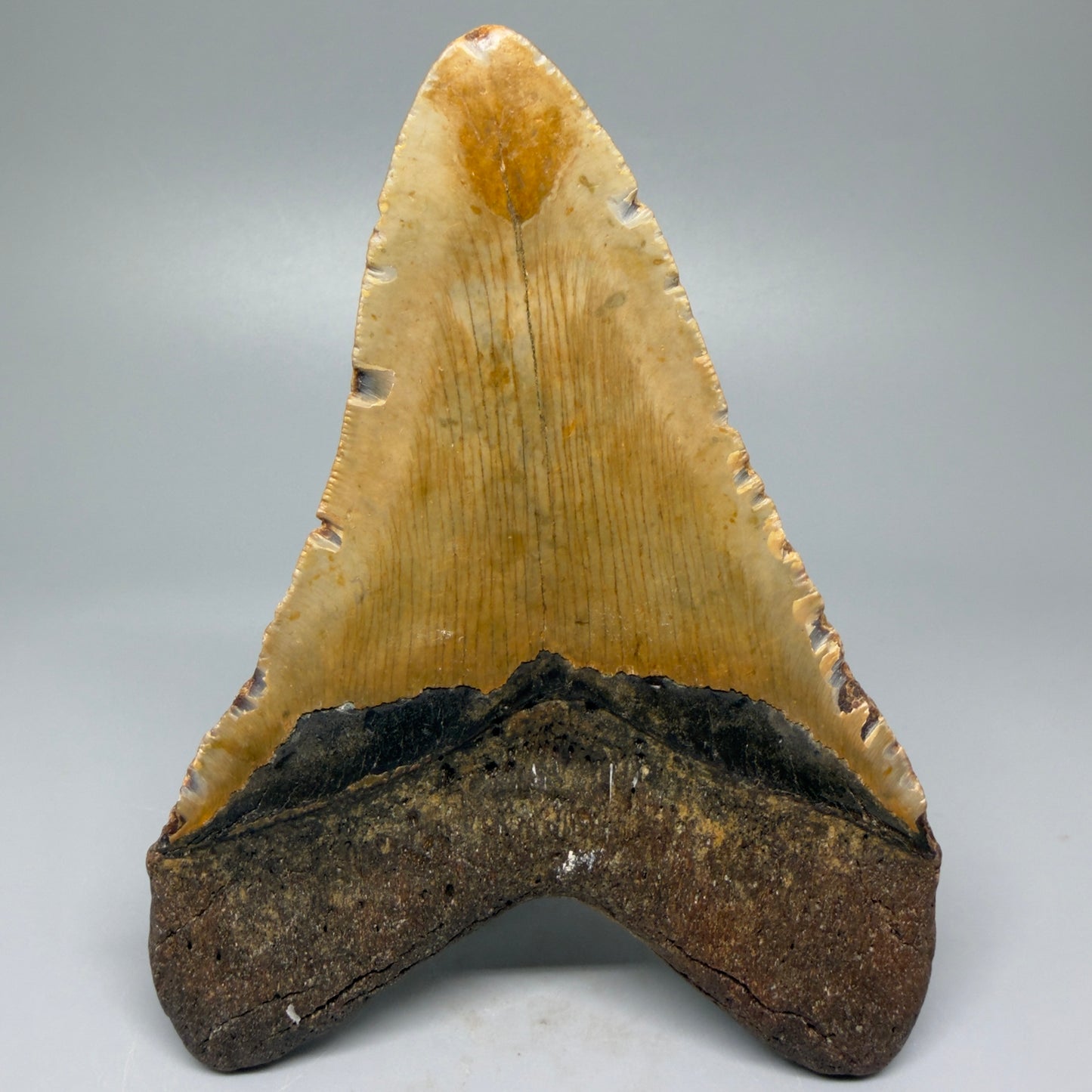 Back View Heart-shaped 4.97" Authentic Megalodon Tooth – North Carolina Fossil | Carcharocles megalodon CM5425 