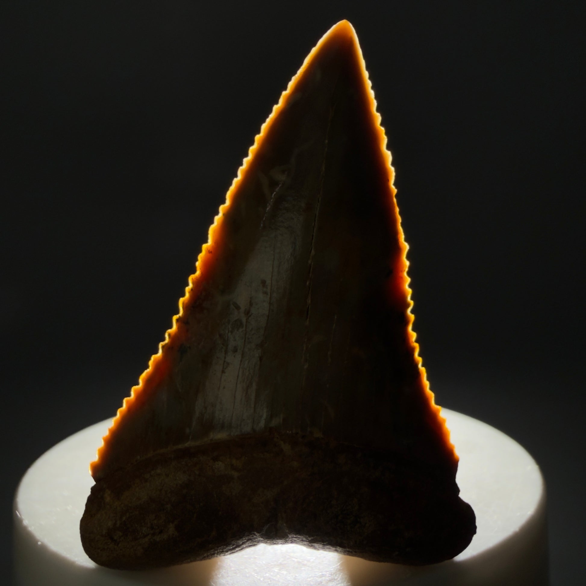 Front View Insane colors 2.17" Fossil Great White Tooth from Chile - Collector's Quality GW1323 - 1
