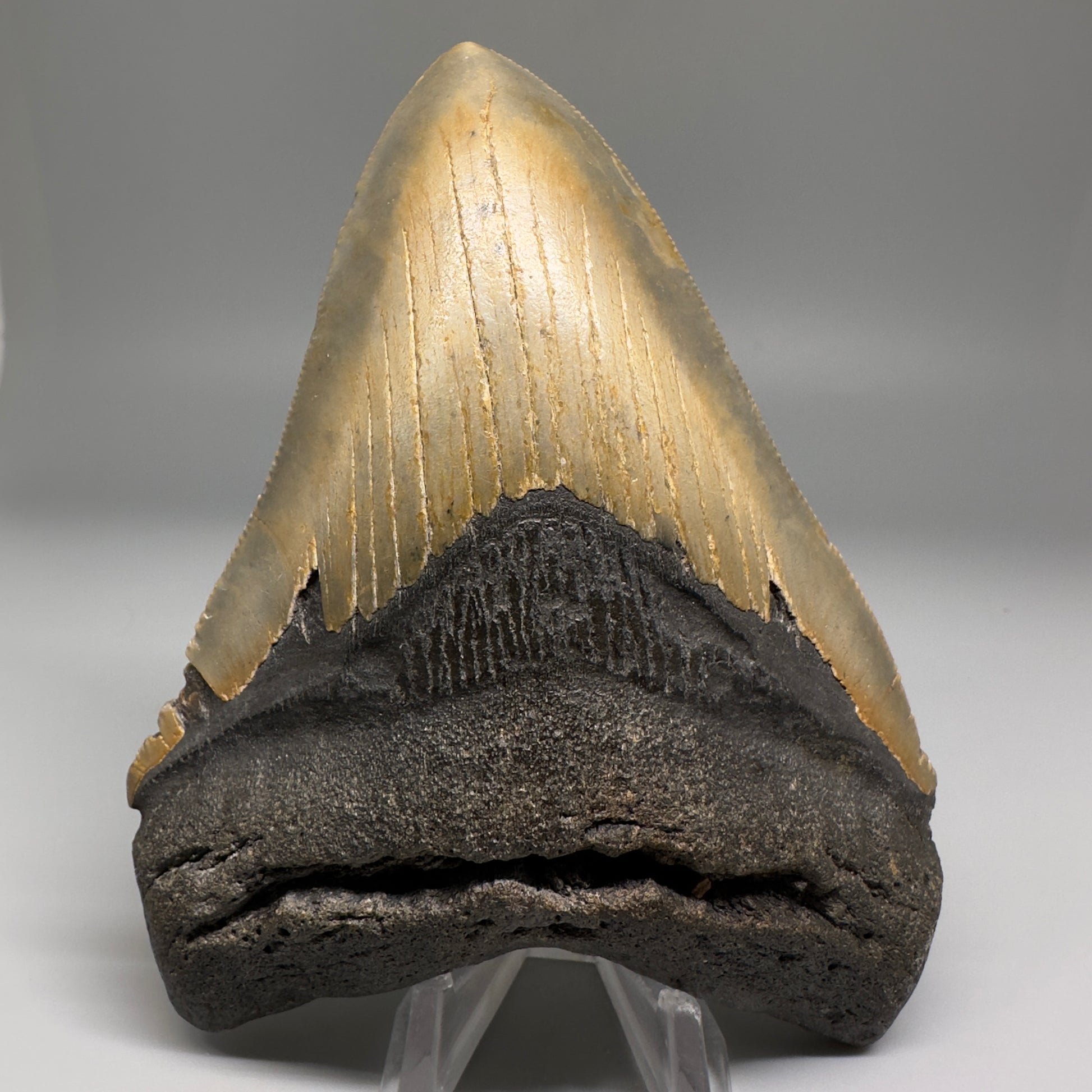 Colorful with great prints 4.76" Fossil Megalodon Tooth - North Carolina CM5143 - Front