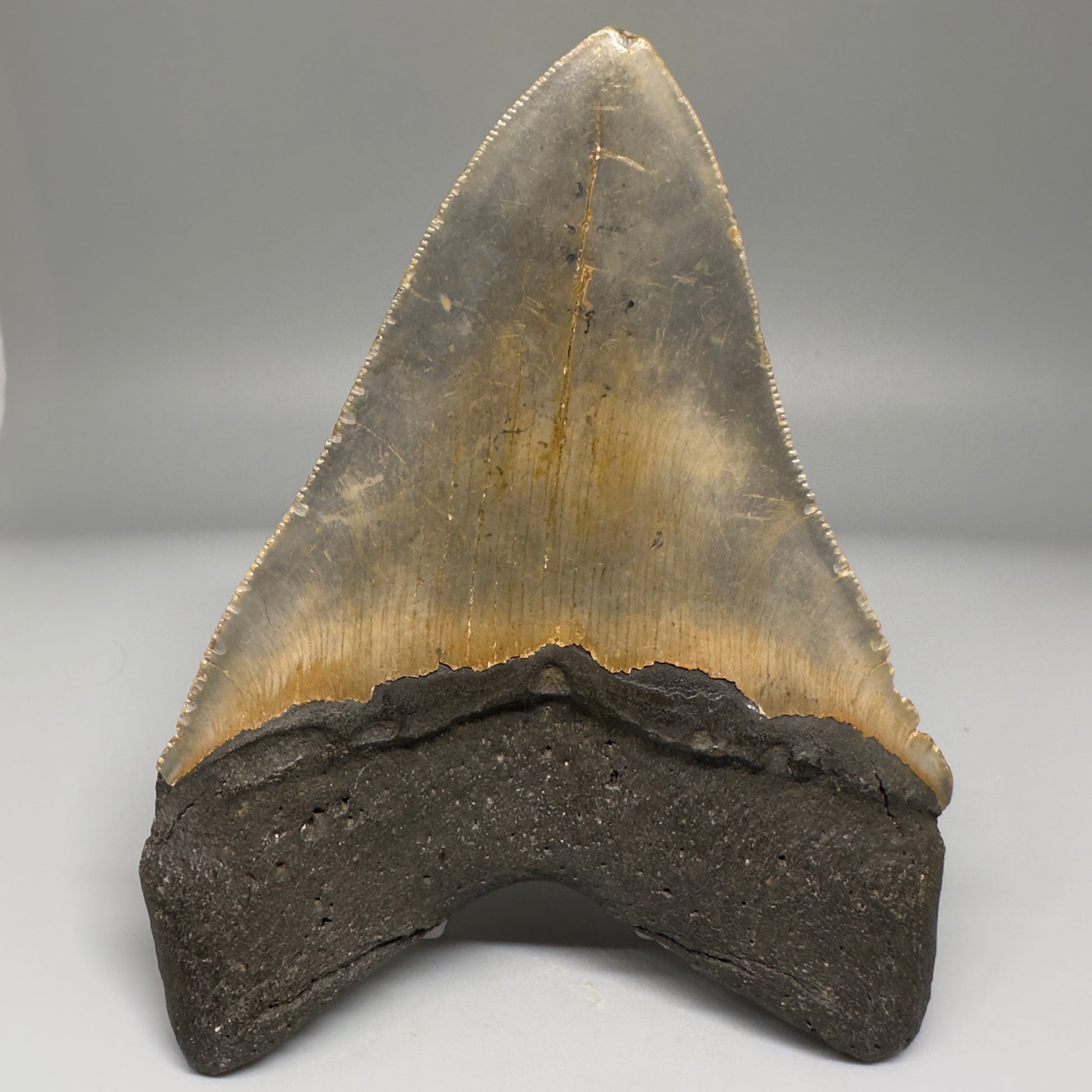 Colorful with great prints 4.76" Fossil Megalodon Tooth - North Carolina CM5143 - Back