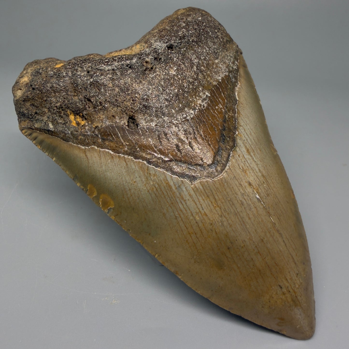 Front Left View 4.41" Authentic Megalodon Tooth – North Carolina Fossil | Carcharocles megalodon CM5420 